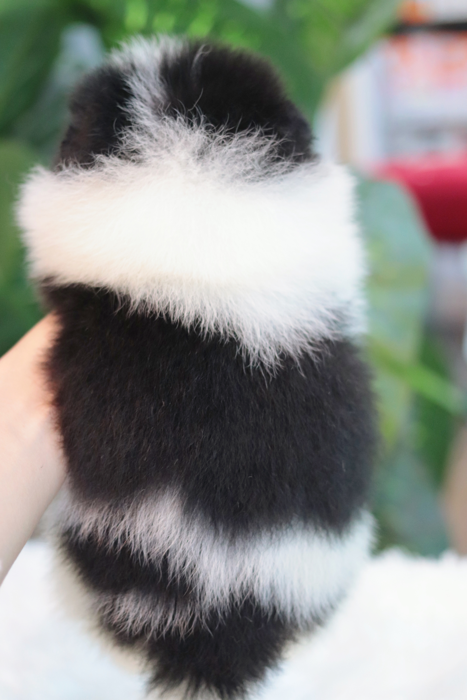 ปอมเมอเรเนียน เพศผู้ ปาร์ตี้แบล็คแทน