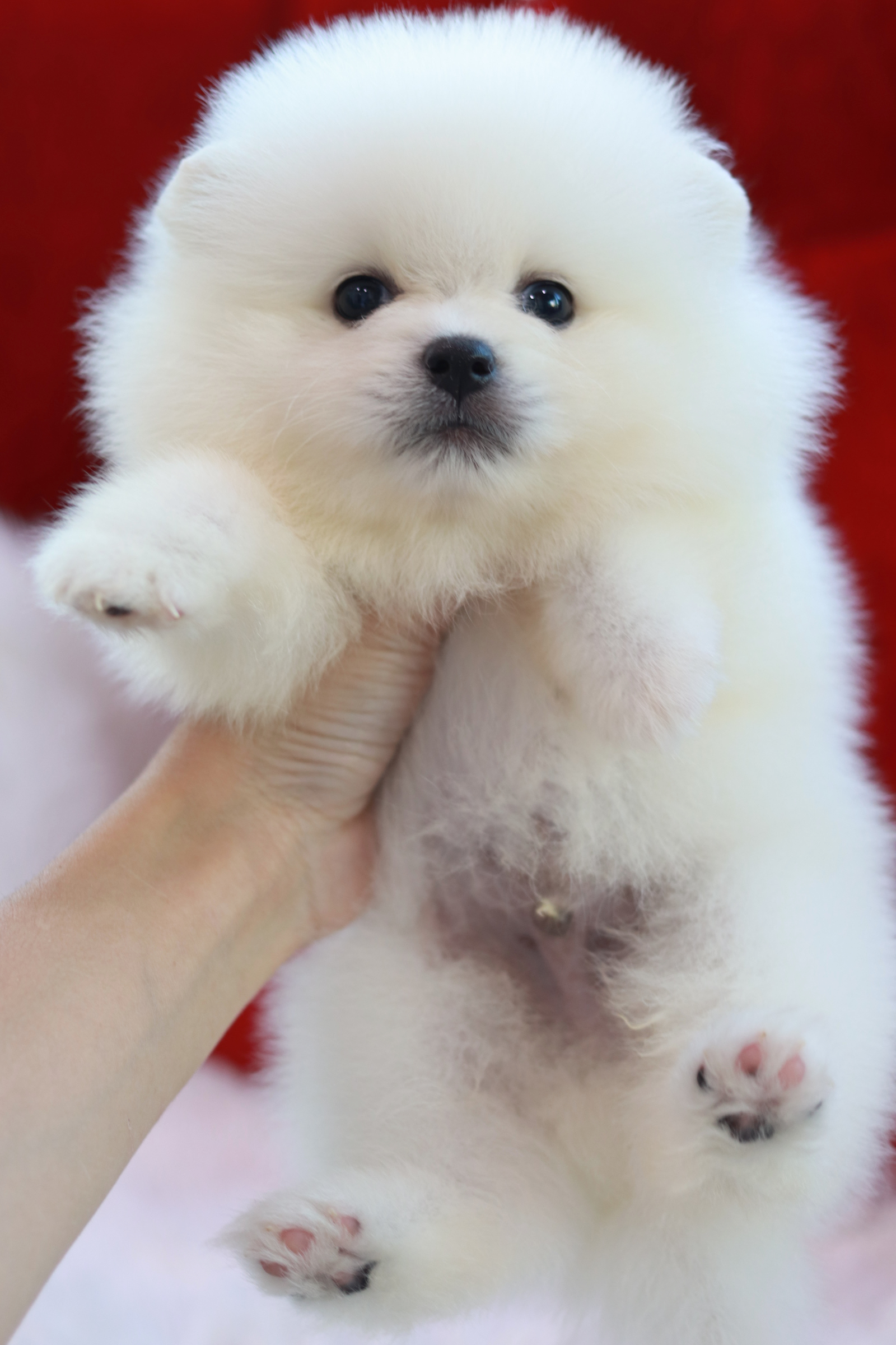 ปอมเมอเรเนียน เพศขาว ผู้ หน้าฟ็อก