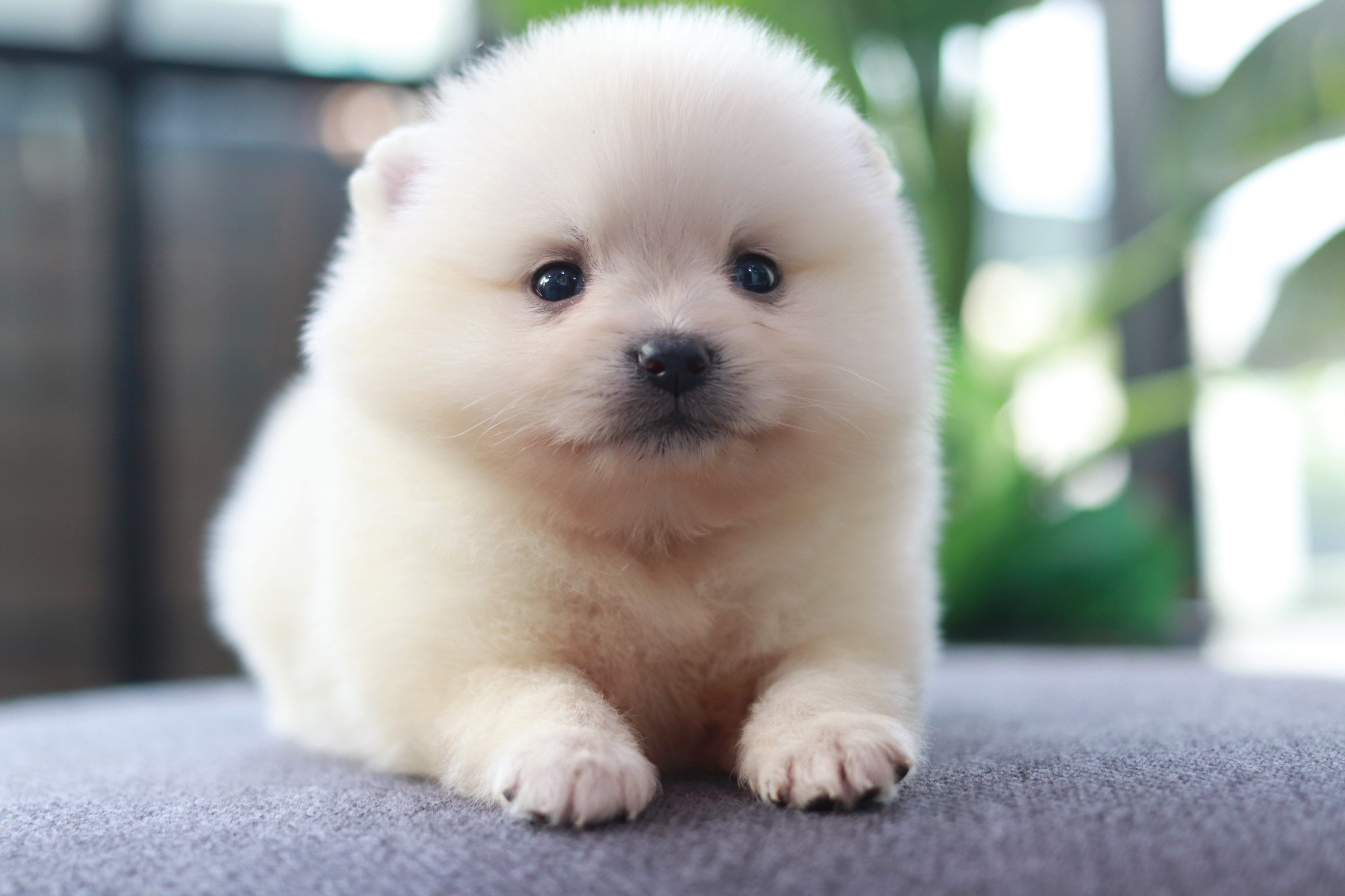 ปอมเมอเรเนียน เพศเมีย