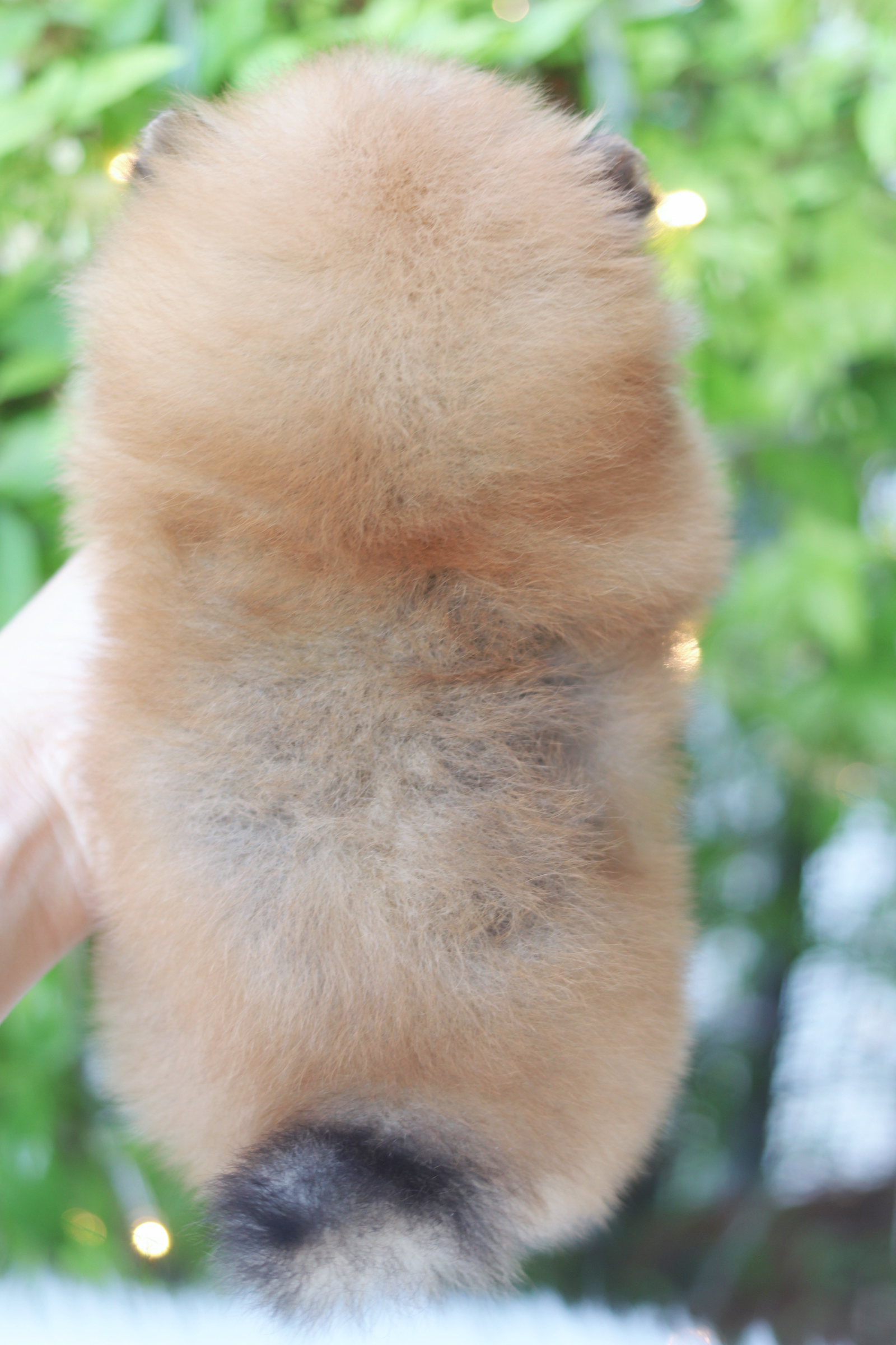 ปอมเมอเรเนียน เพศเมียสีส้ม