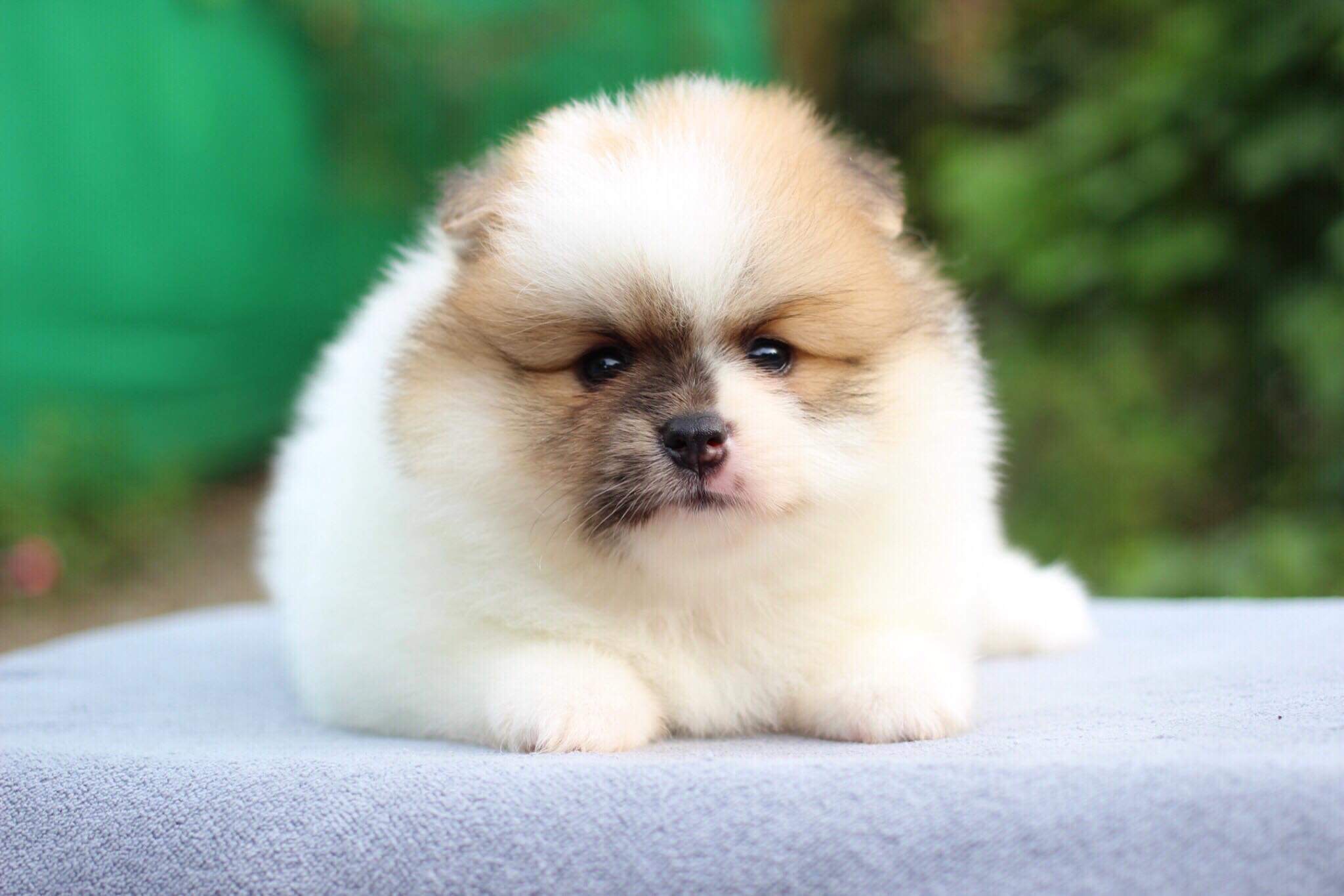 ปอมเมอเรเนียน เพศผู้ปาตี้