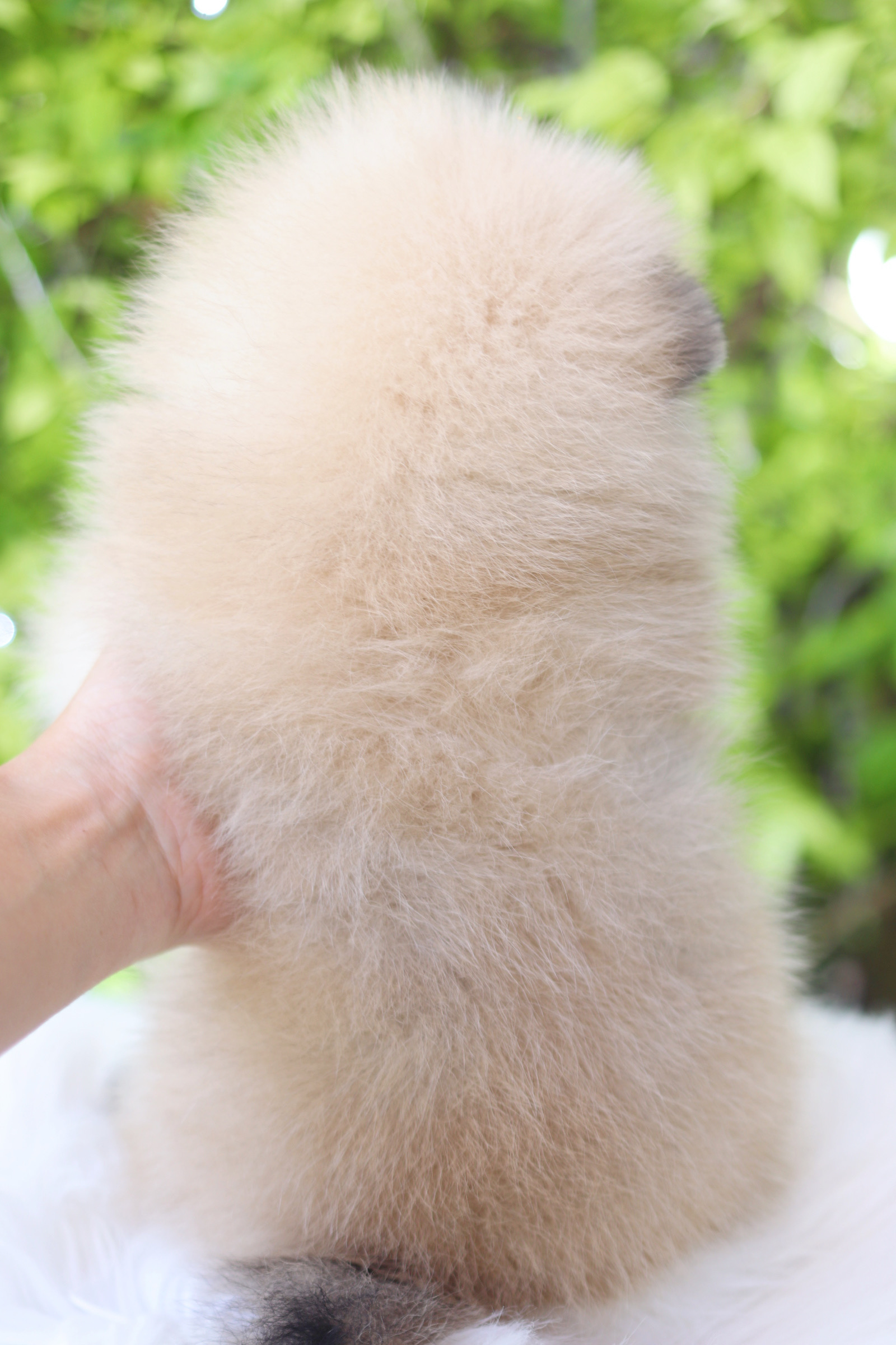 ปอมเมอเรเนียน เพศผู้สีส้ม