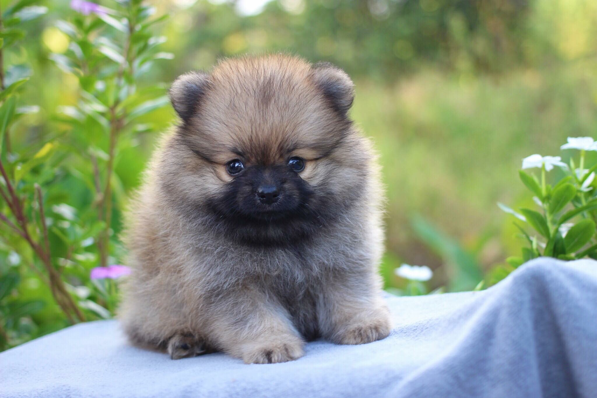 ปอมเมอเรเนียน เพศผู้