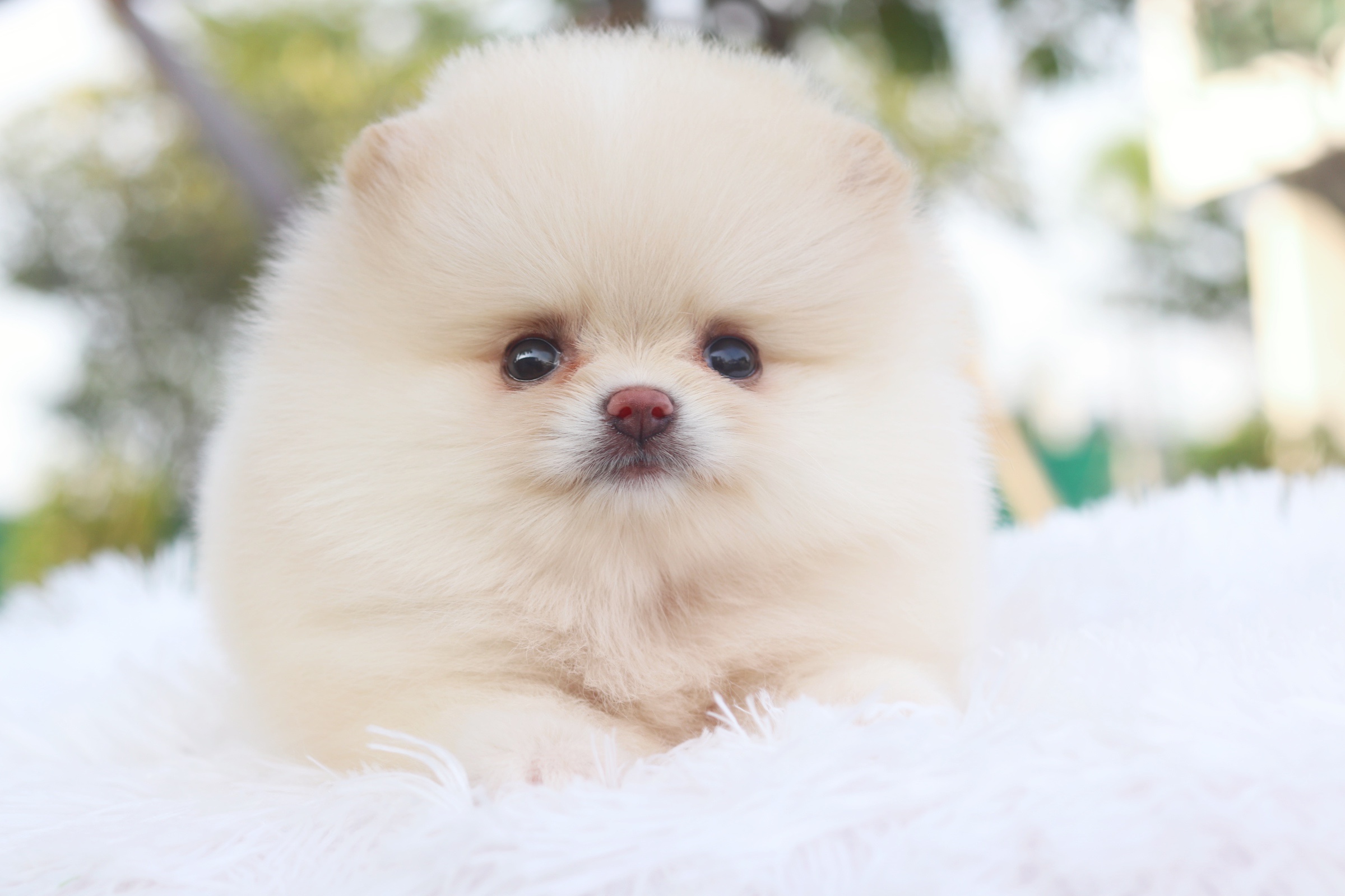 ปอมเมอเรเนียน เพศเมียสีครีม