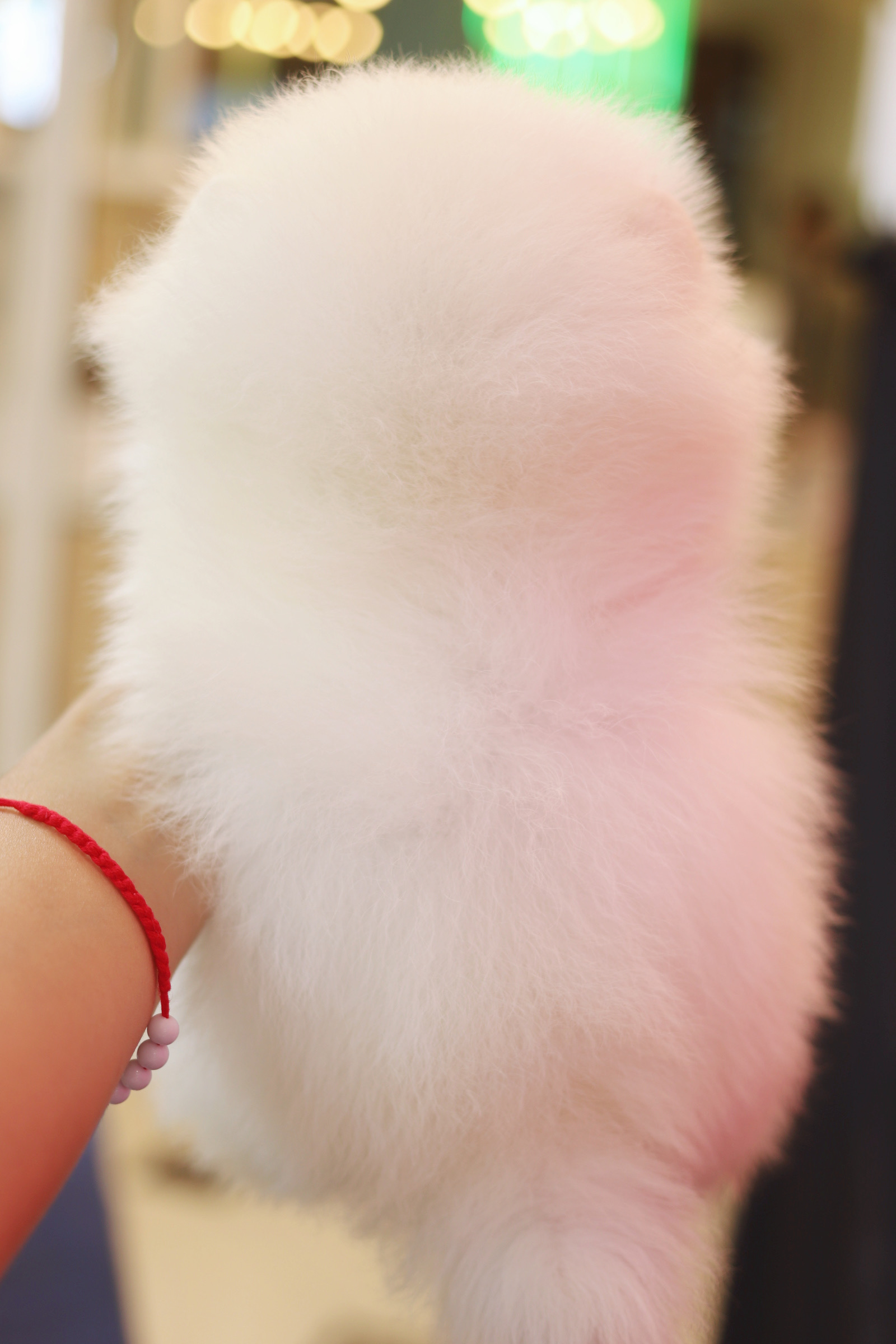 ปอมเมอเรเนียน เพศผู้สีขาวครีม เกรดโชว์