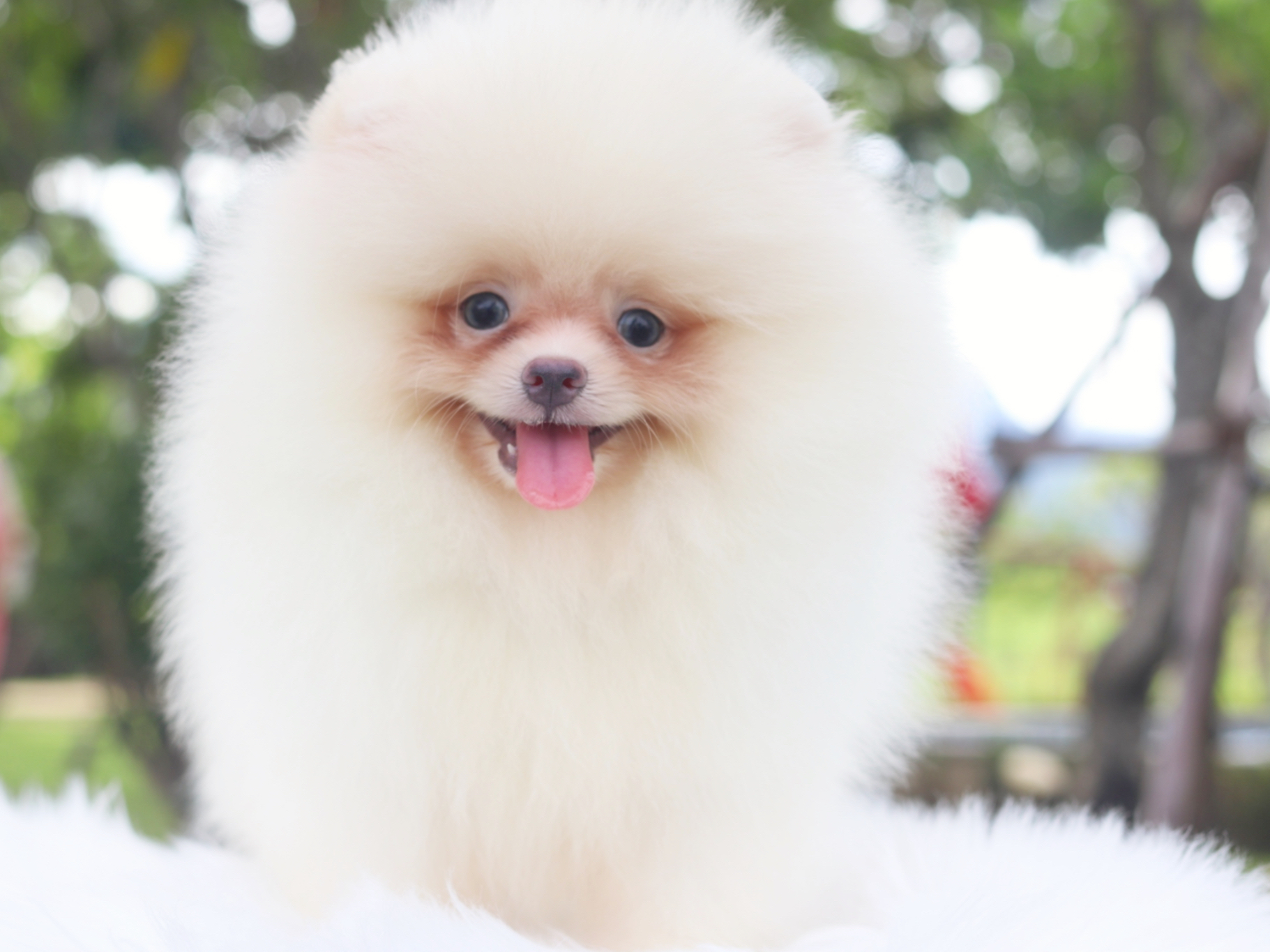 ปอมเมอเรเนียน เพศผู้ สีขาวครีม