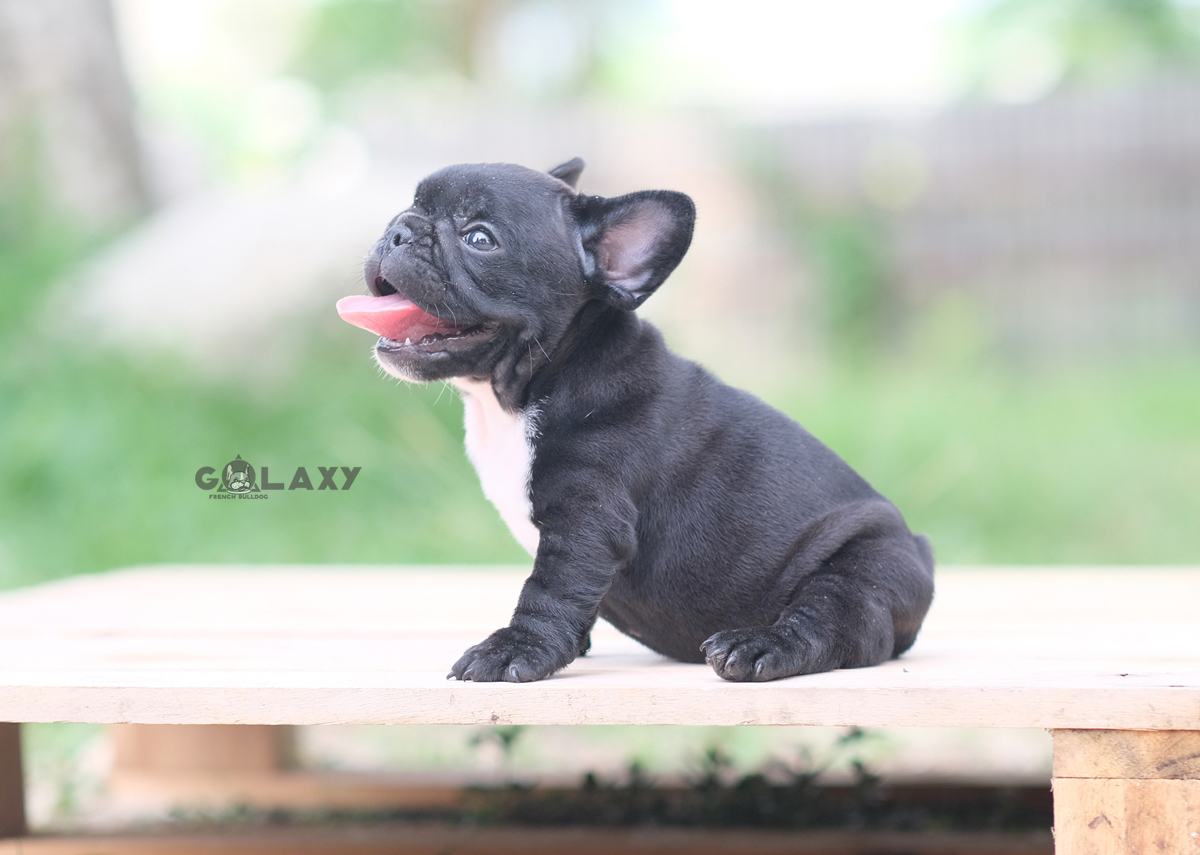 เพศเมีย สีดำติดลายเสือน้อยๆ ขนเงาสวย หน้าใหญ่ โครงสร้างหนา ริงเกิลเส้นใหญ่ ร่างกายสมบูรณ์แข็งแรง พร้อมย้ายบ้าน, ได้รับการฉีดวัคซีนรวมป้องกัน5โรค ,สุนัขร่างกายสมบูรณ์แข็งแรง สุขภาพจิตดีทุกตัว 092-9918888 สำเนา