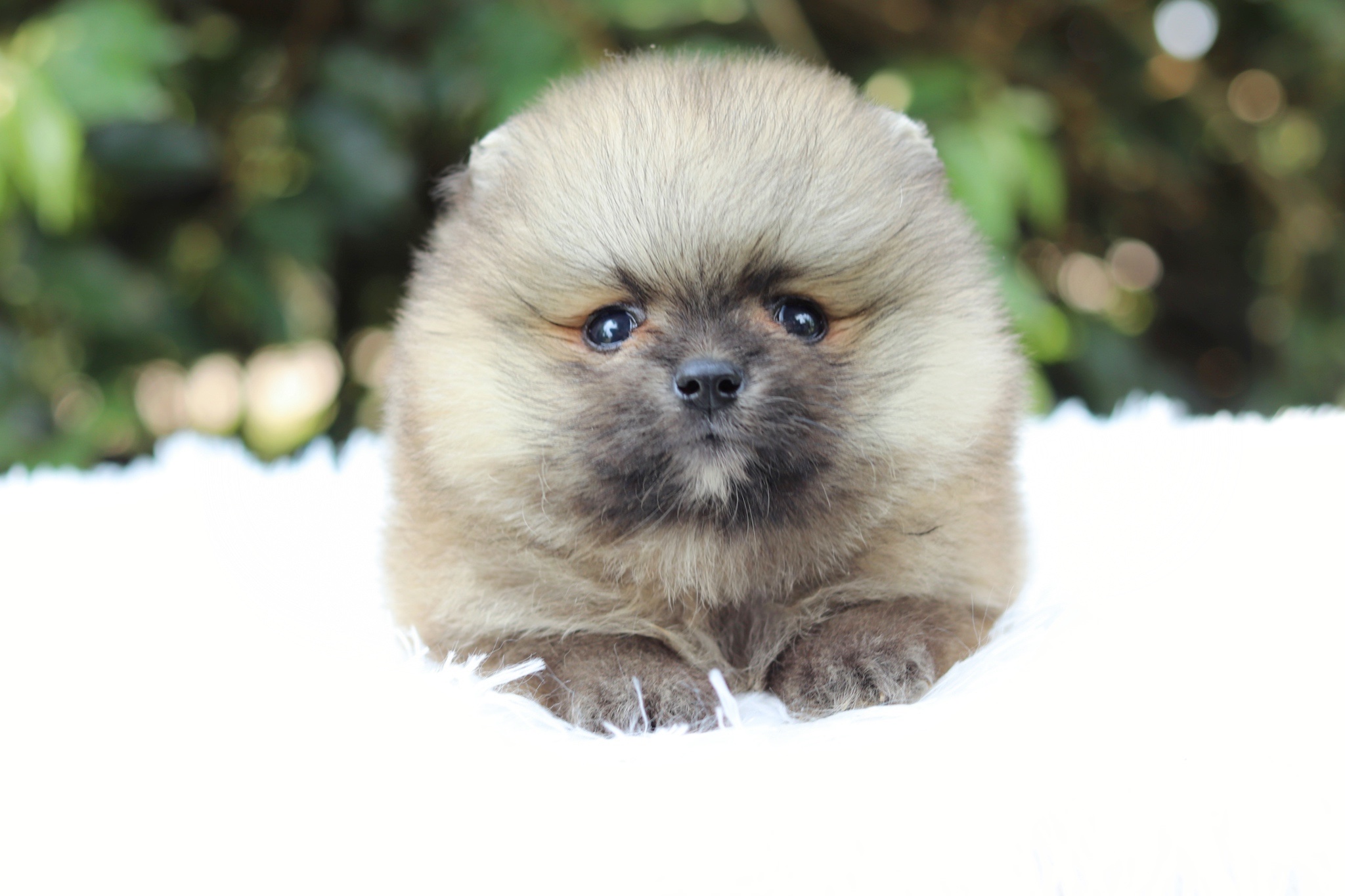 ปอมเมอเรเนียน เพศผู้สีส้ม