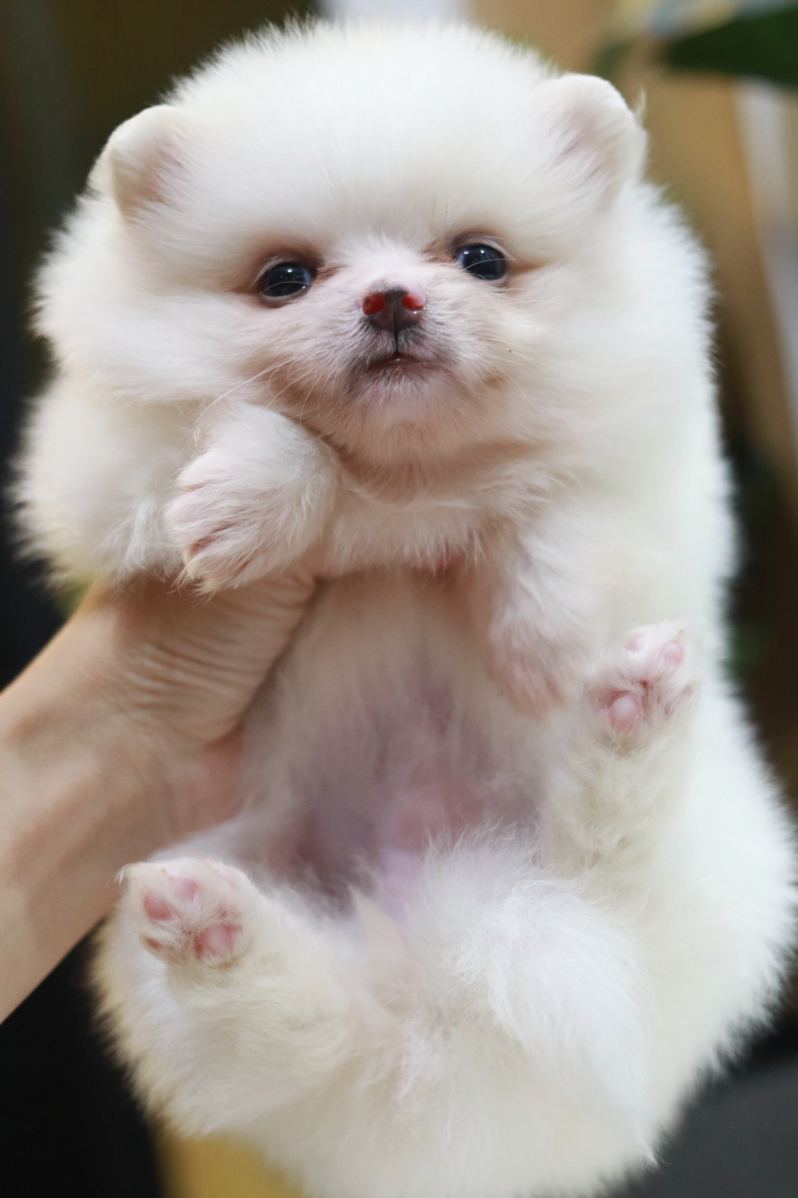 ปอมเมอเรเนียน เพศเมีย สีขาวหน้าฟ็อก