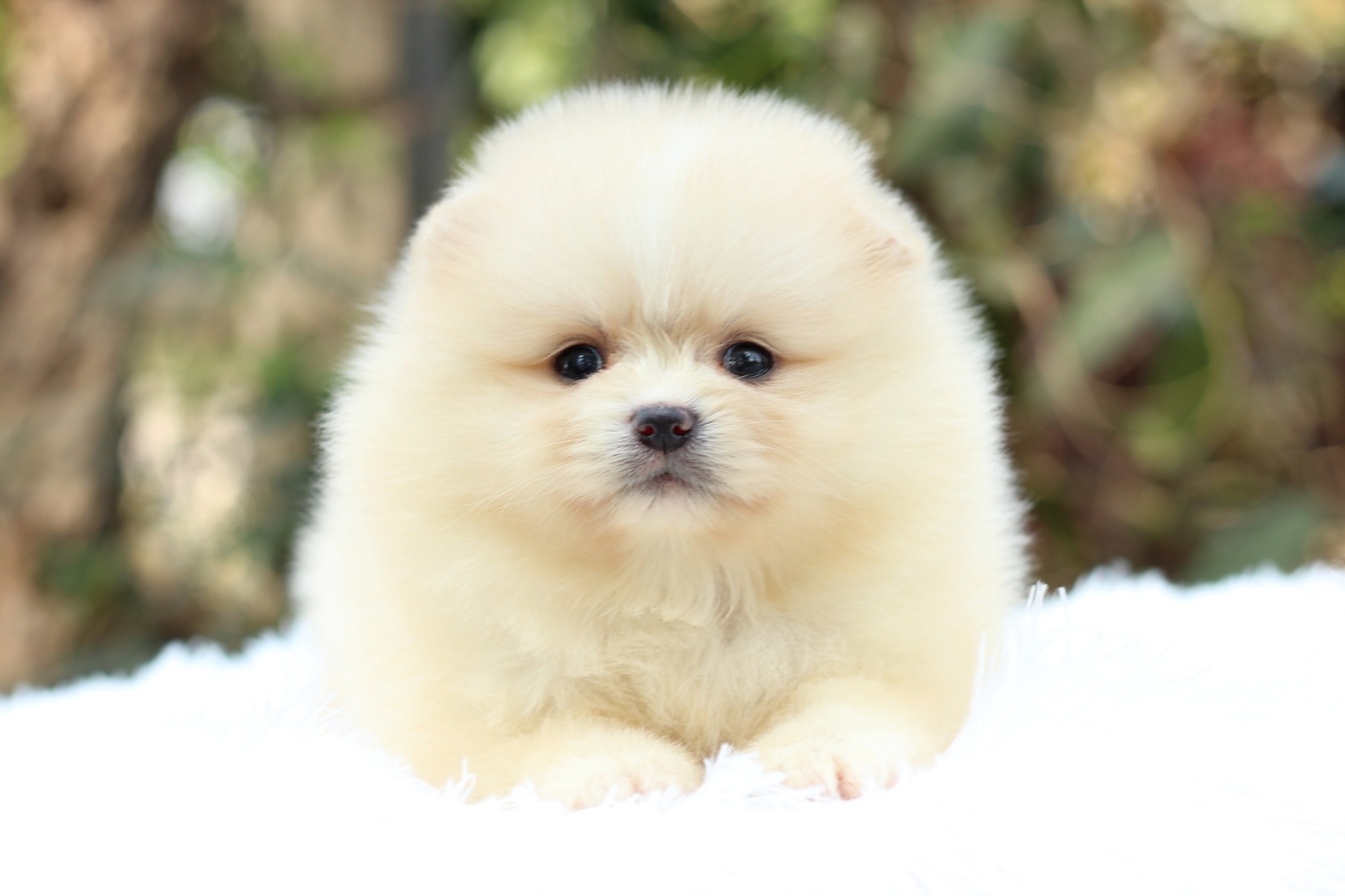 ปอมเมอเรเนียน เพศเมียสีครีม