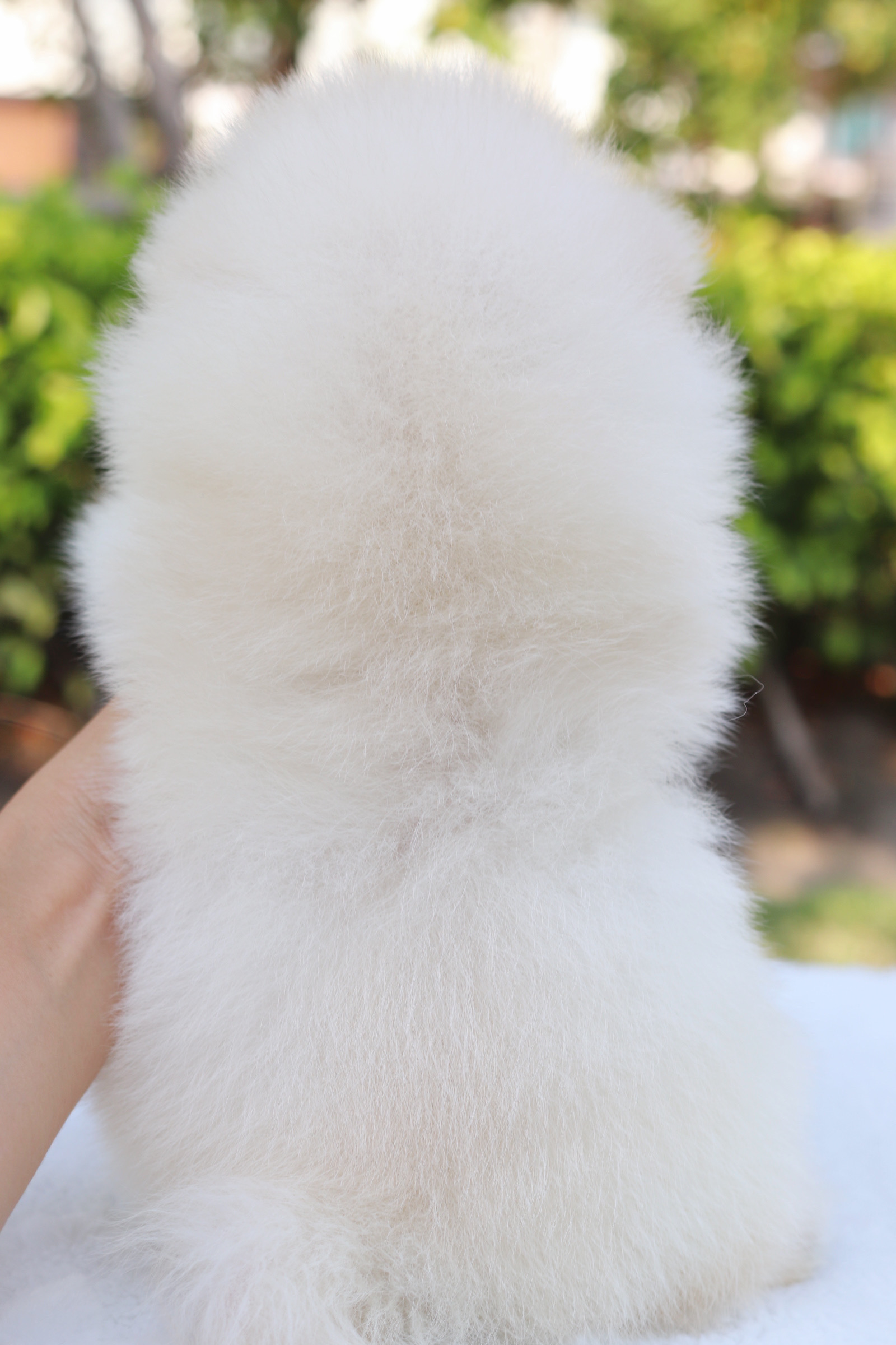 ปอมเมอเรเนียน เพศผู้สีขาวครีม