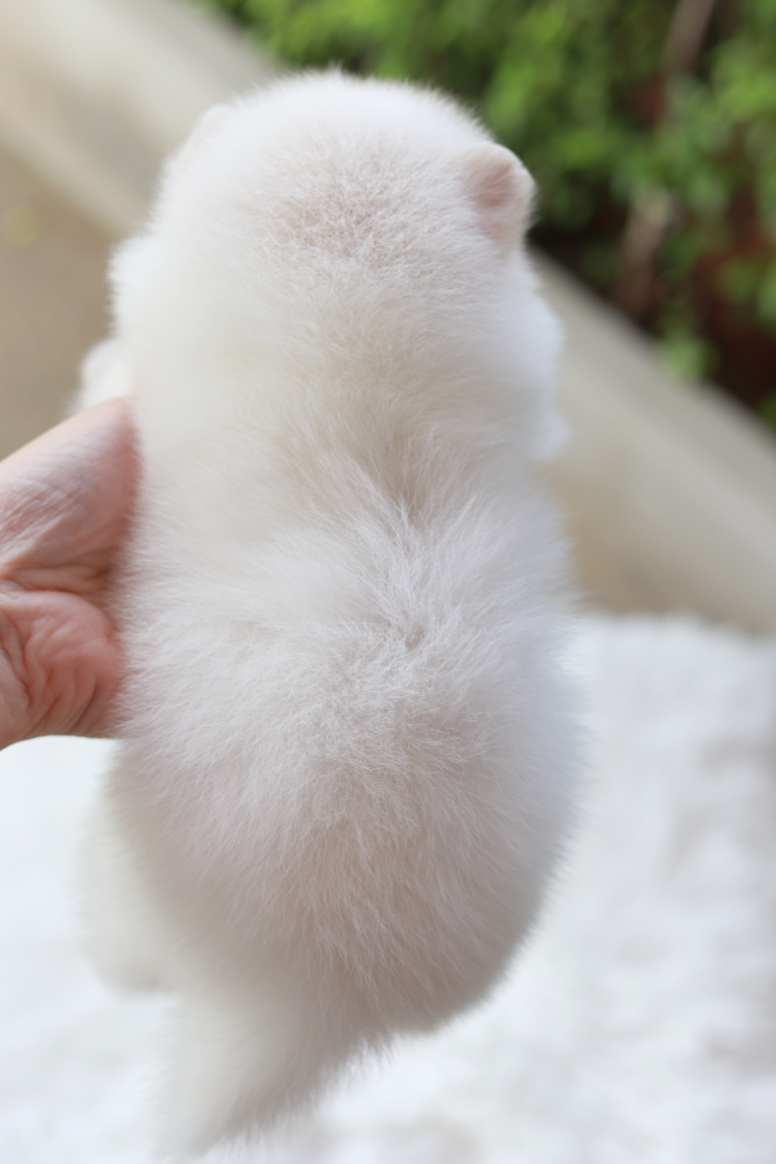 ปอมเมอเรเนียน เพศเมีย สีขาว