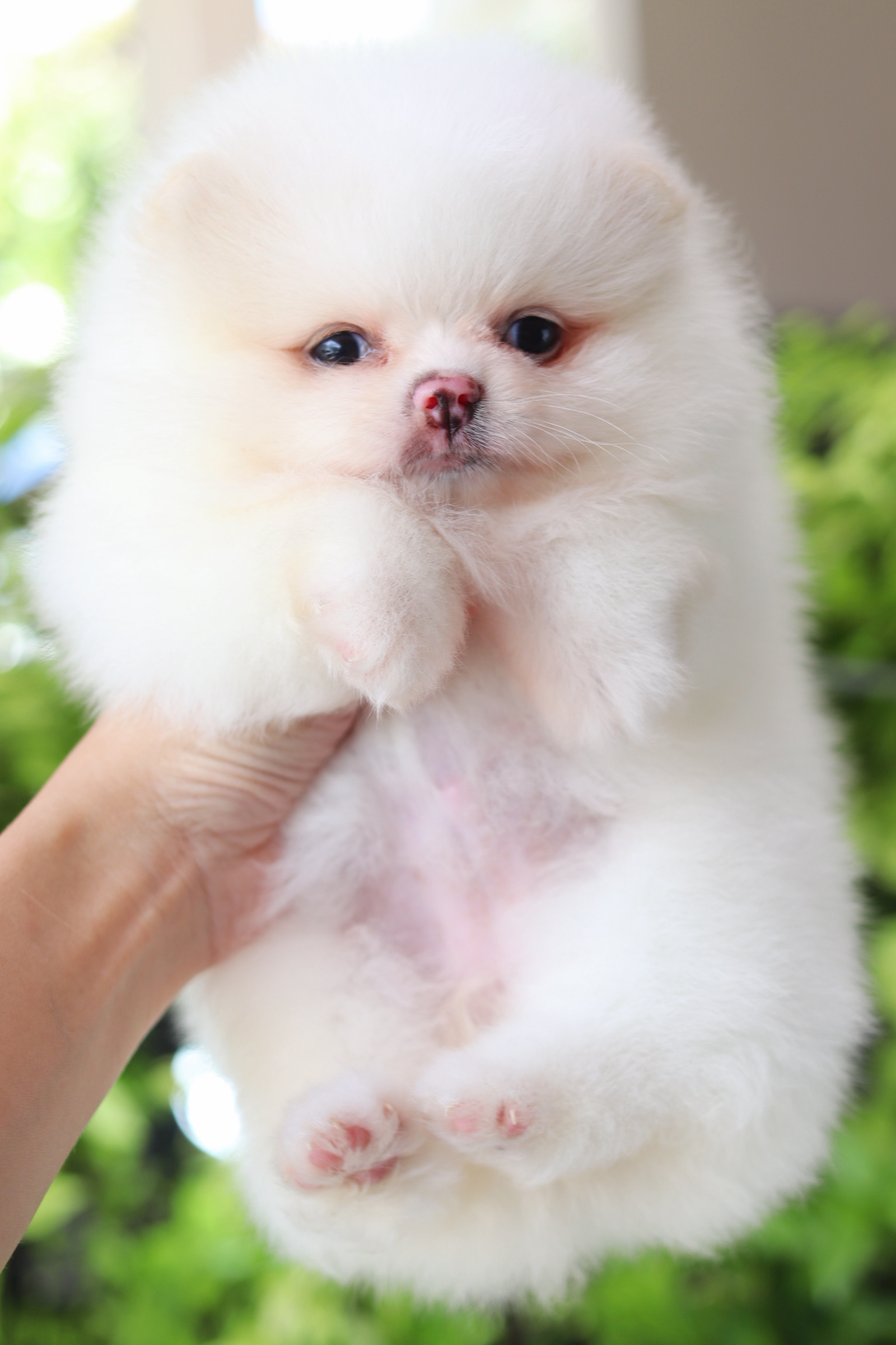 ปอมเมอเรเนียน เพศเมียสีขาวครีม