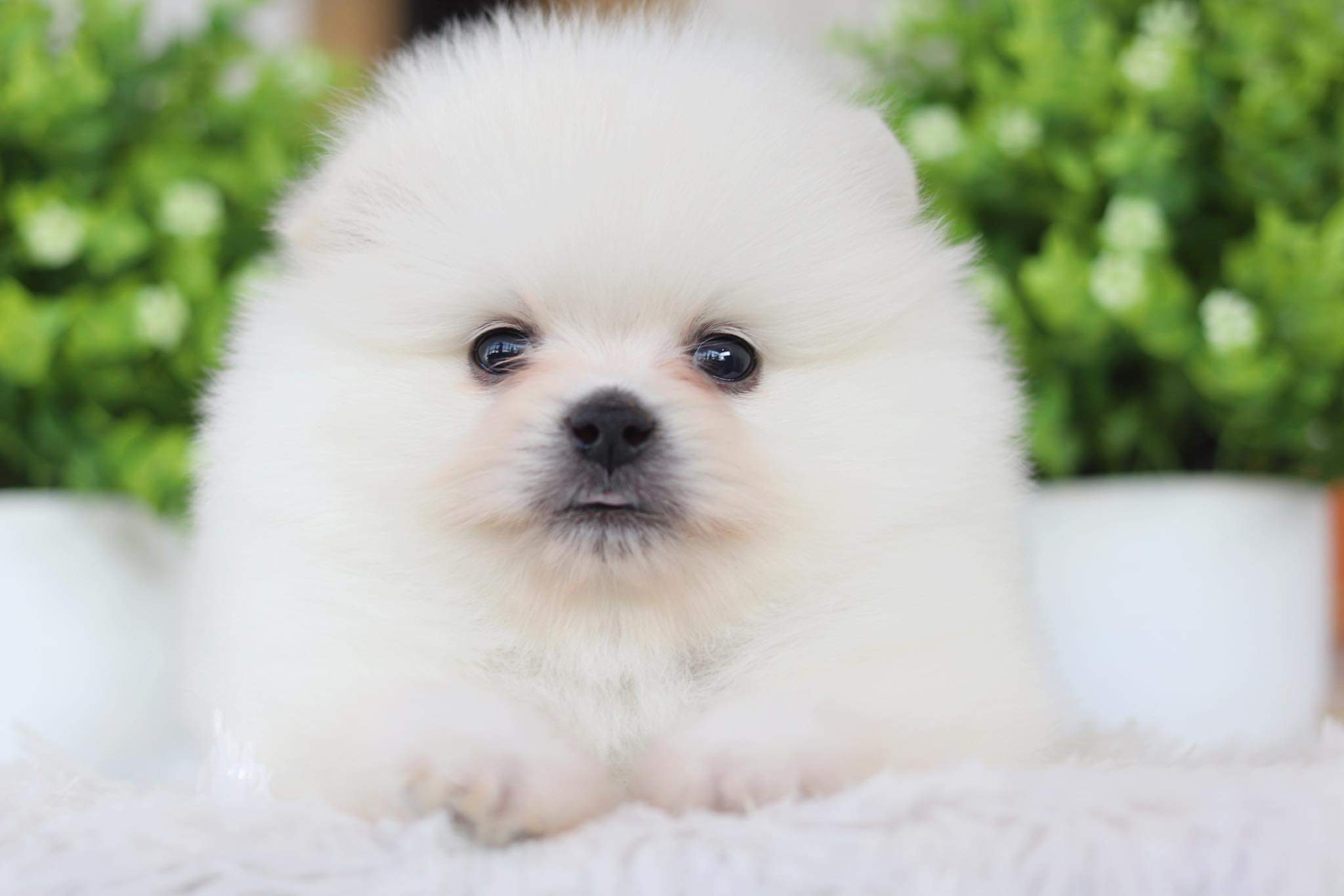 ปอมเมอเรเนียน เพศผู้