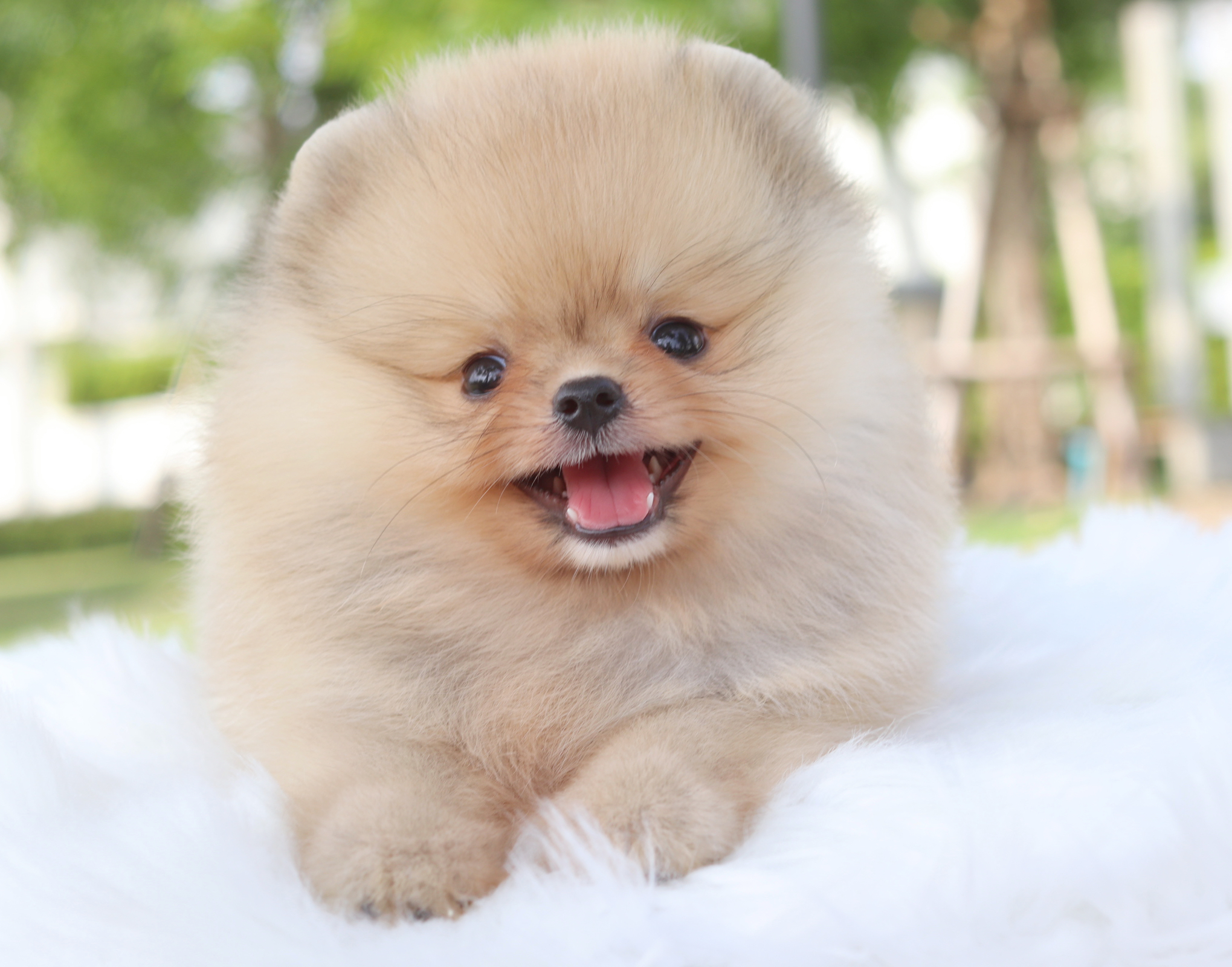 ปอมเมอเรเนียน เพศผู้สีส้ม