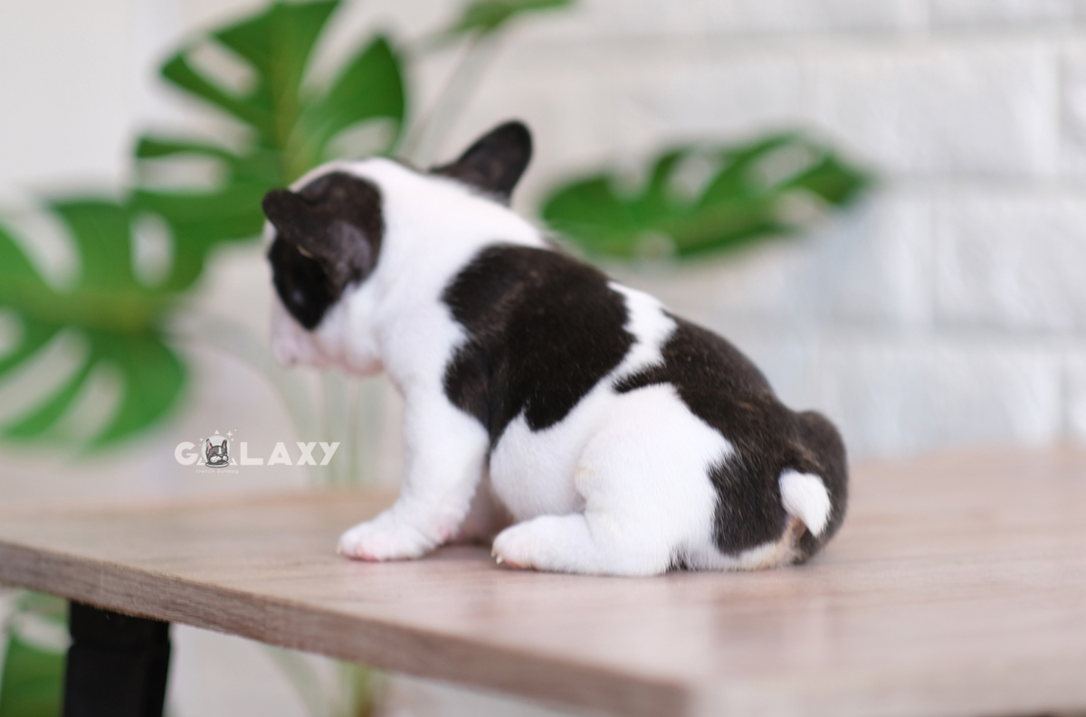 เพศผู้ สีขาวดำ ลายวัว หน้าตาน่ารัก กะโหลกใหญ่ รูปทรงสวย สายเลือดดีทั้งสาย นิสัยขี้อ้อน สุขภาพสมบูรณ์แข็งแรง สถานะพร้อมย้ายบ้านสนใจโทร 0929918888
