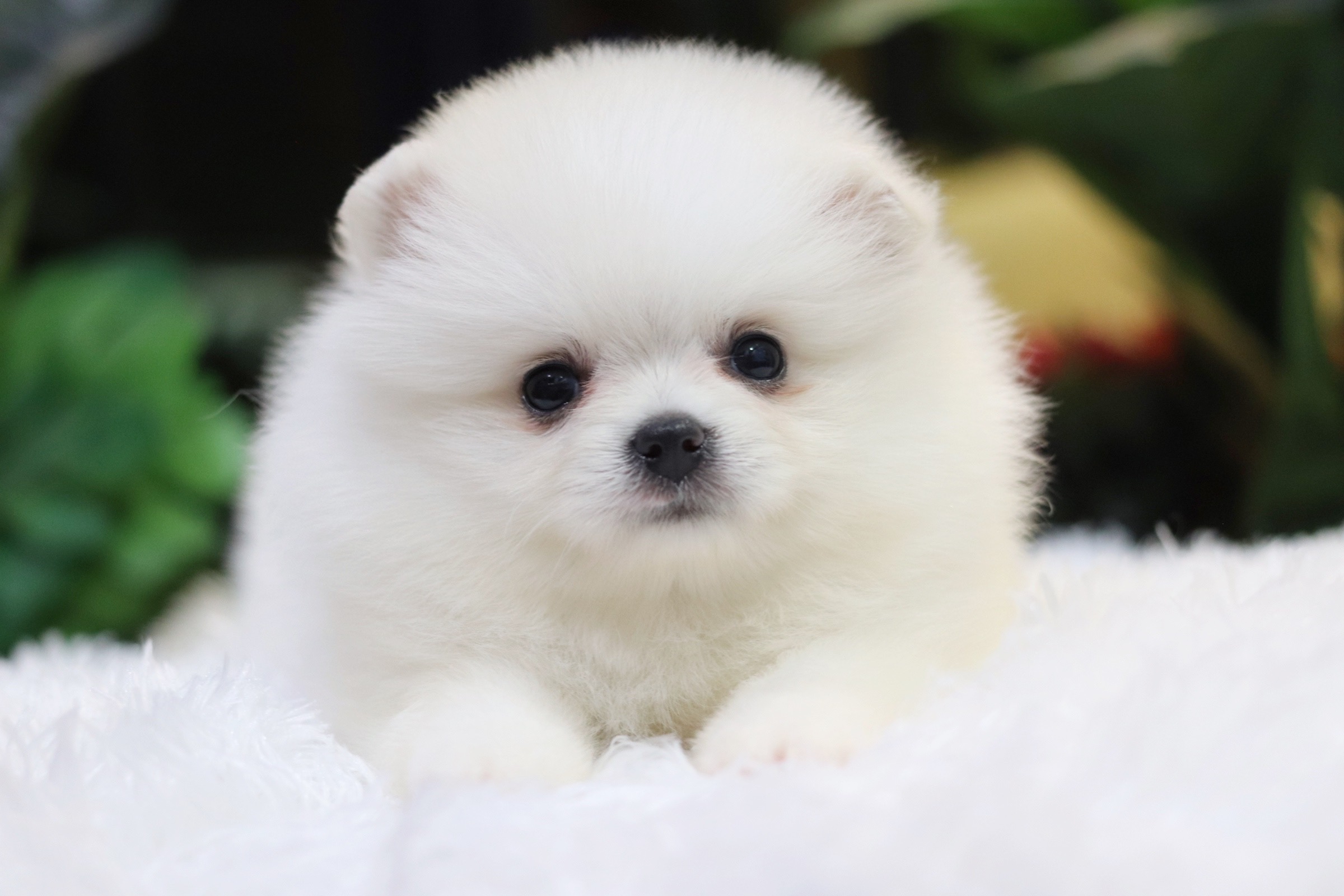 ปอมเมอเรเนียน เพศผู้ สีขาวครีม