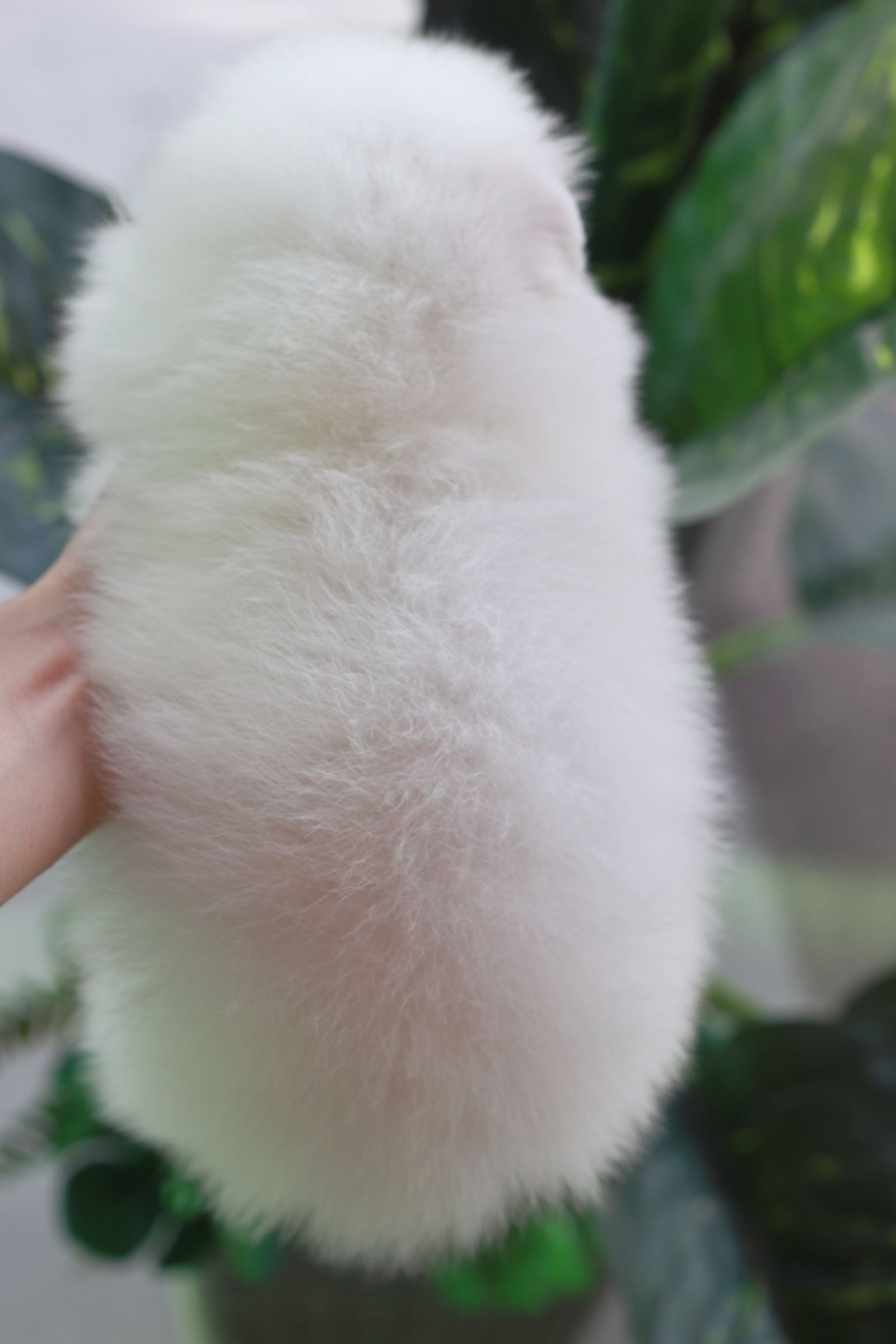 ปอมเมอเรเนียน เพศผู้ หน้าฟ็อกไซส์ปกติ