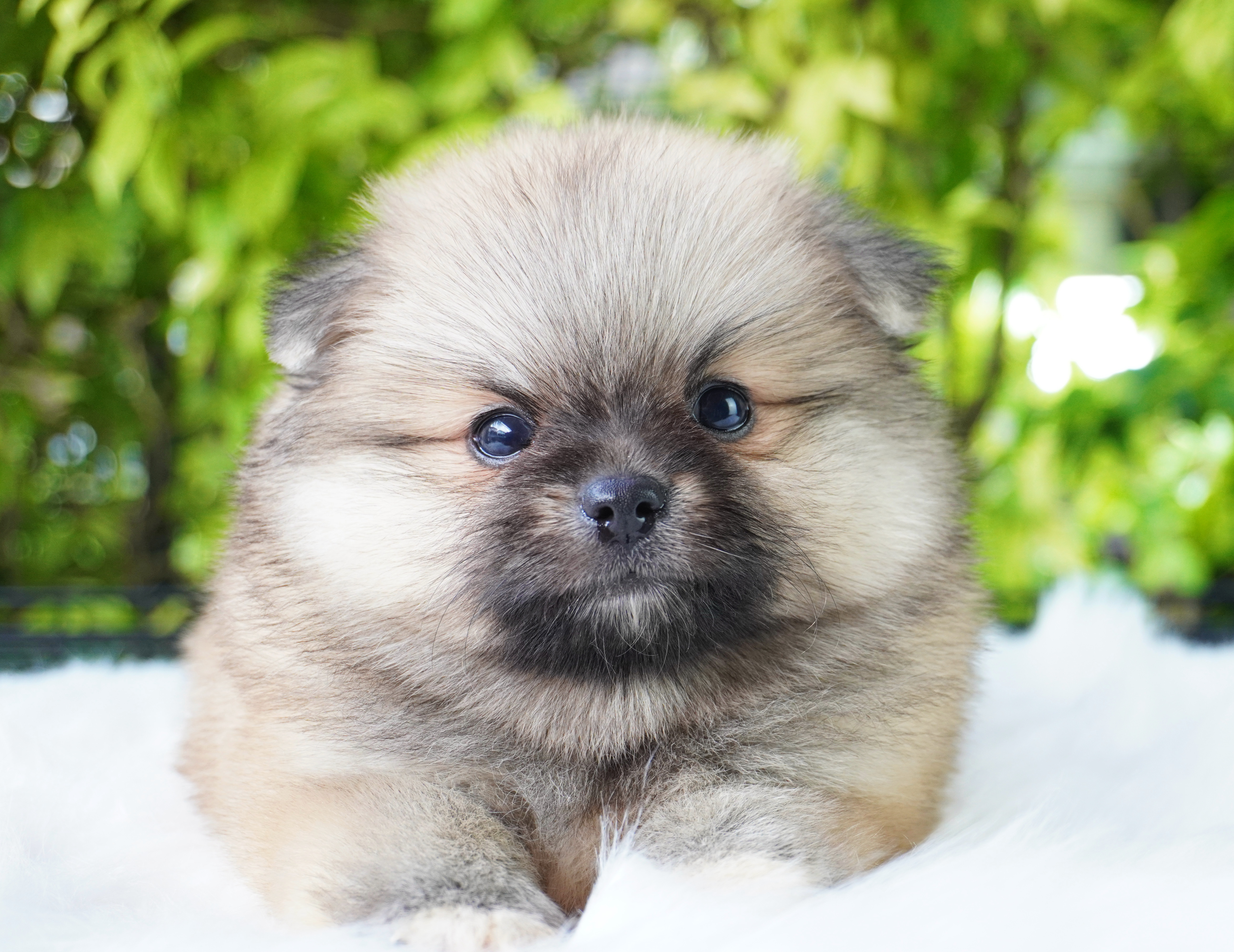 ปอมเมอเรเนียน เพศเมียสีส้ม