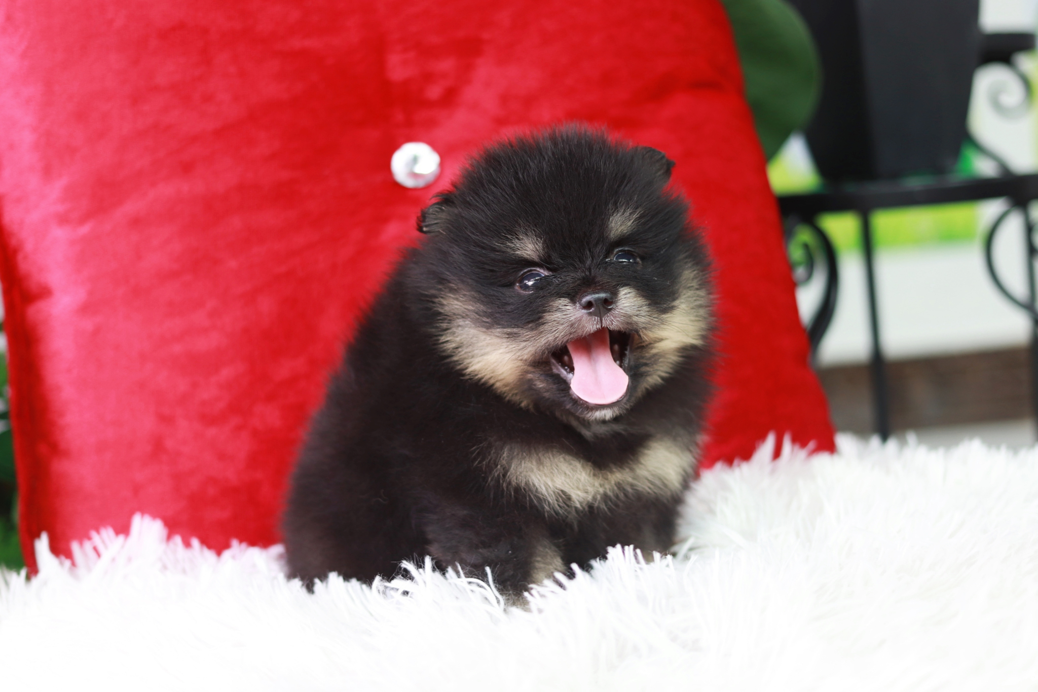 ปอมเมอเรเนียน เพศผู้ แบล็คขนแน่นๆไซส์เล็ก