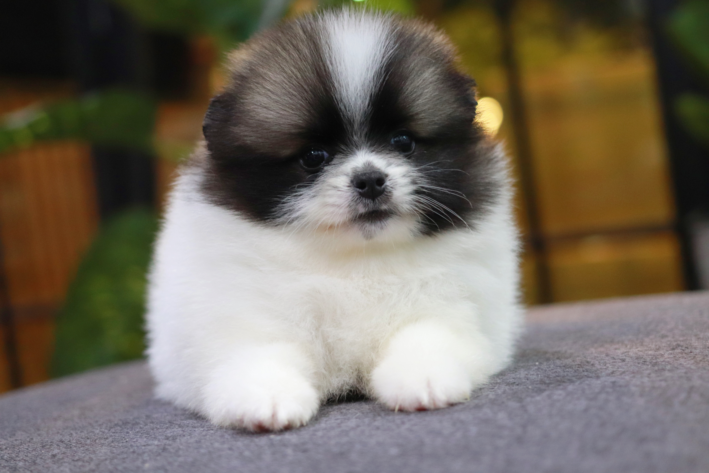 ปอมเมอเรเนียน เพศเมีย