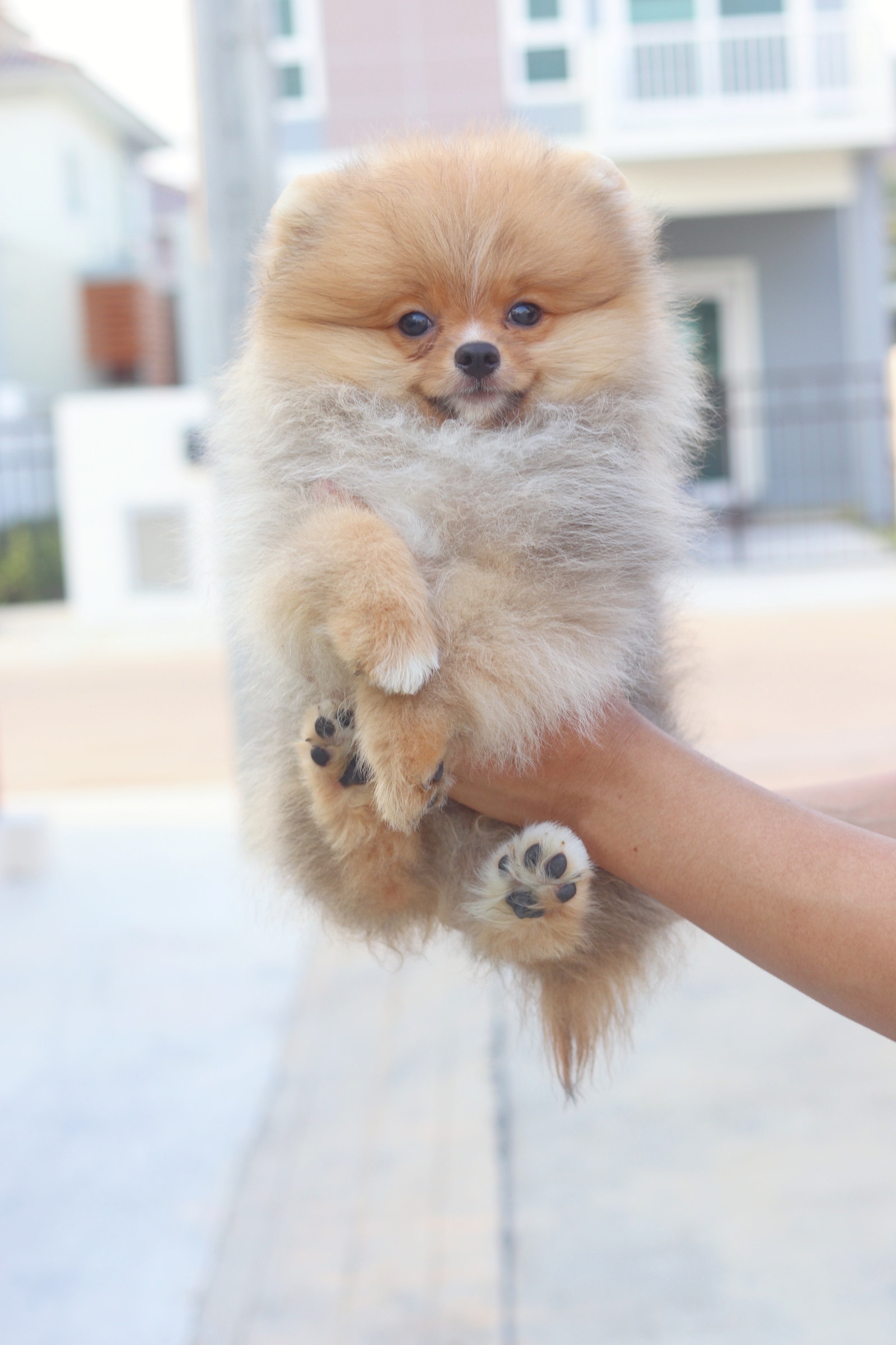 ปอมเมอเรเนียน เพศผู้ สีส้ม