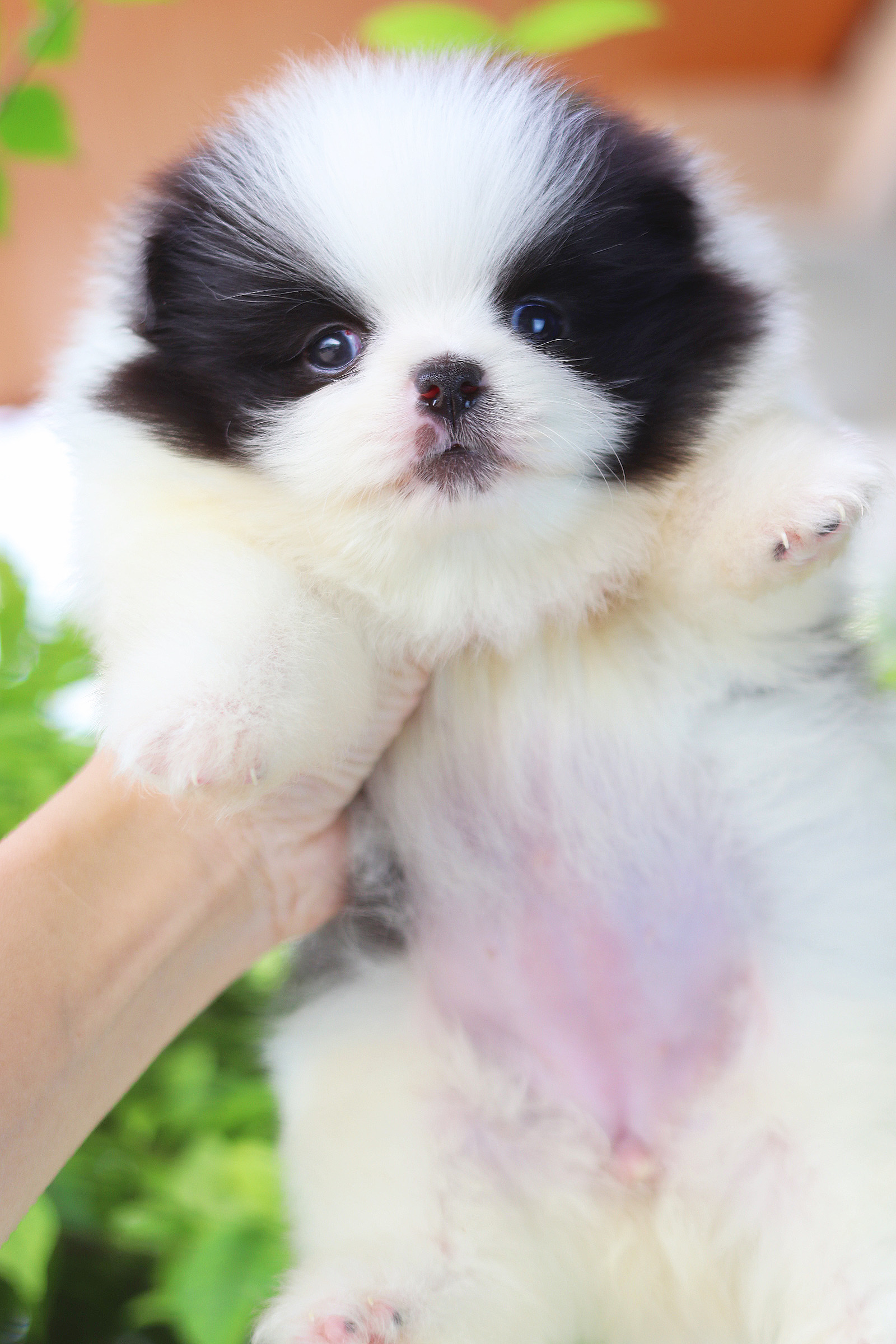 ปอมเมอเรเนียน เพศเมียสีแฟนซี