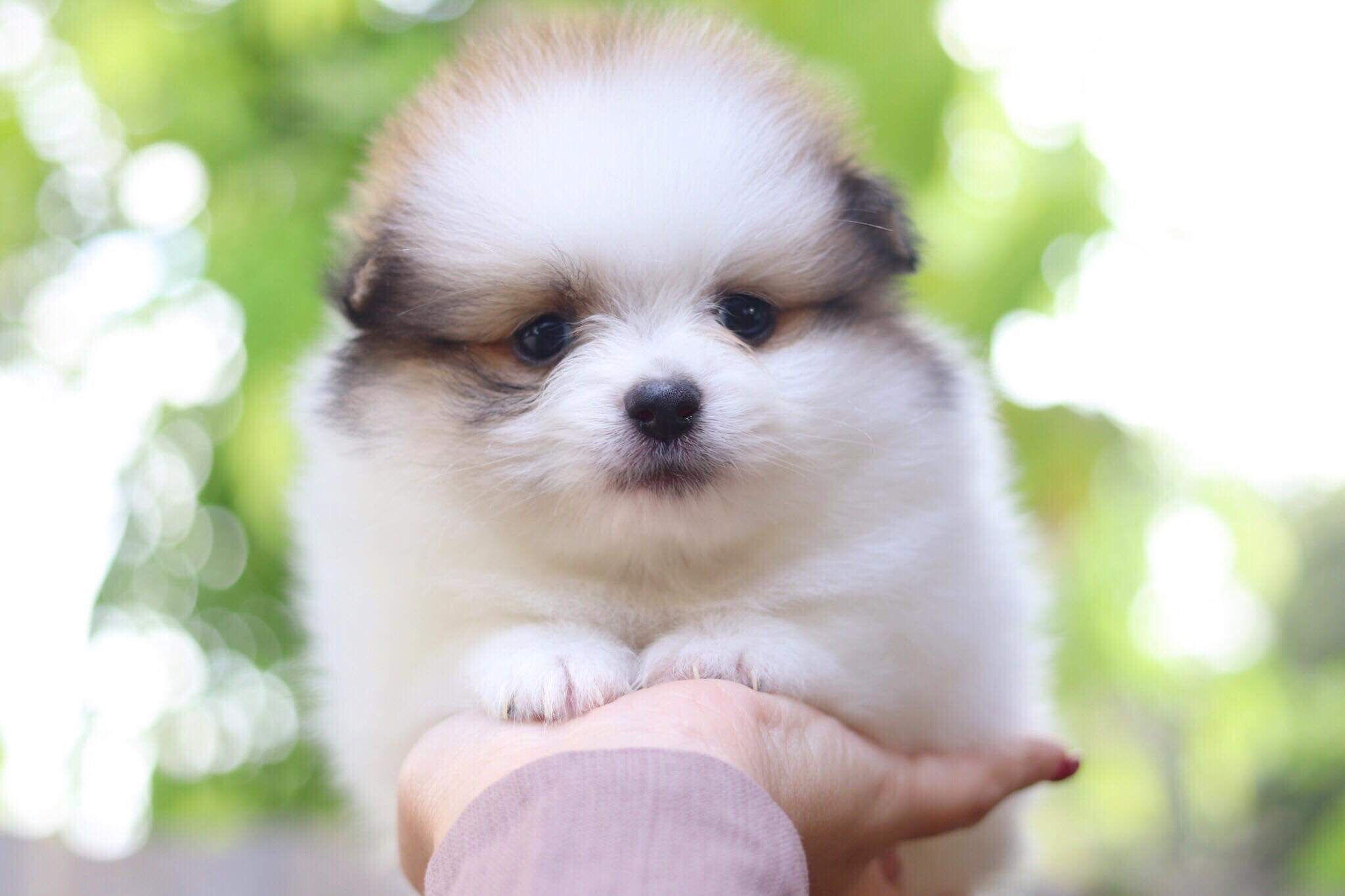 ปอมเมอเรเนียน เพศผู้