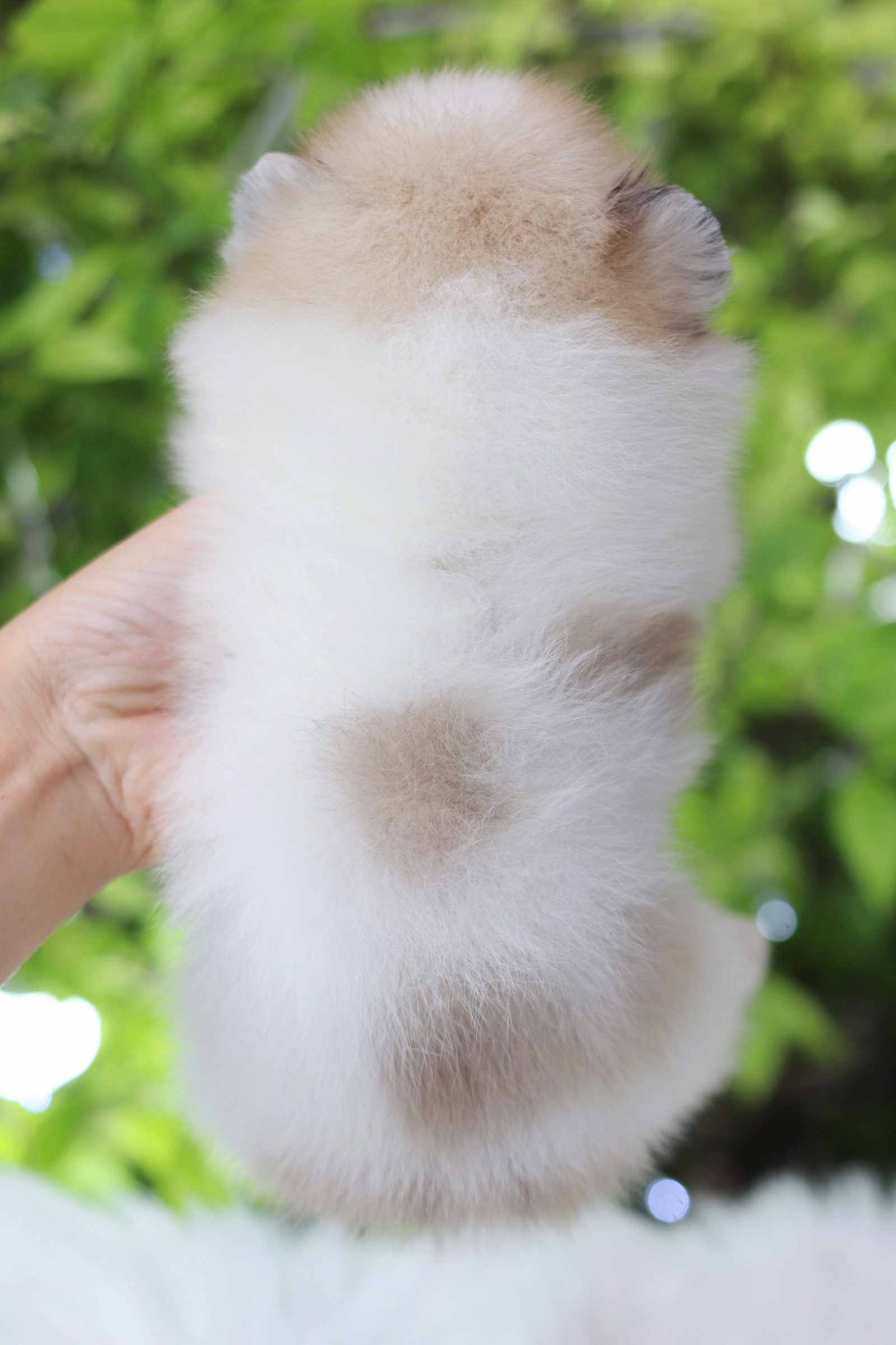 ปอมเมอเรเนียน เพศเมียสีแฟนซี