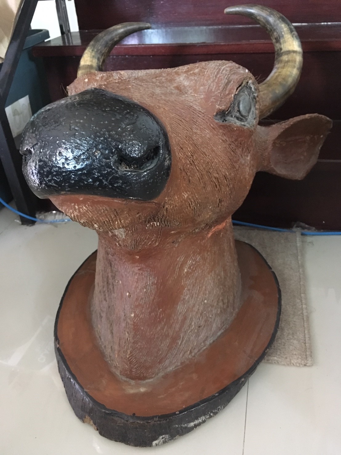 หัววัว เขาแท้ หัวใหญ่มาก