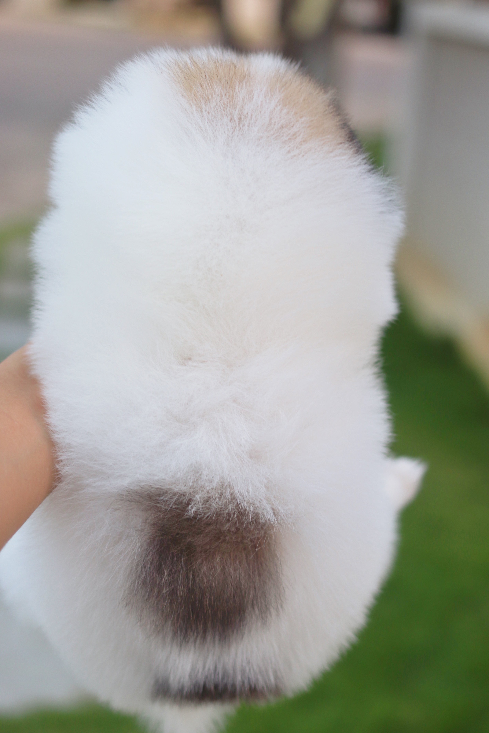 ปอมเมอเรเนียน เพศเมียสีแฟนซี