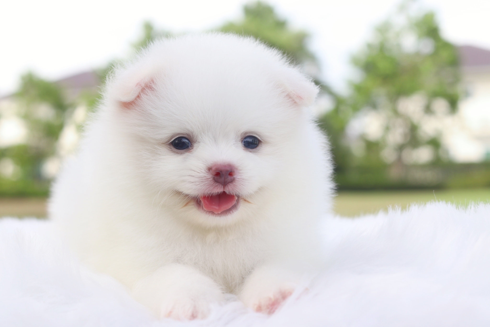 ปอมเมอเรเนียน เพศผู้สีขาวครีม