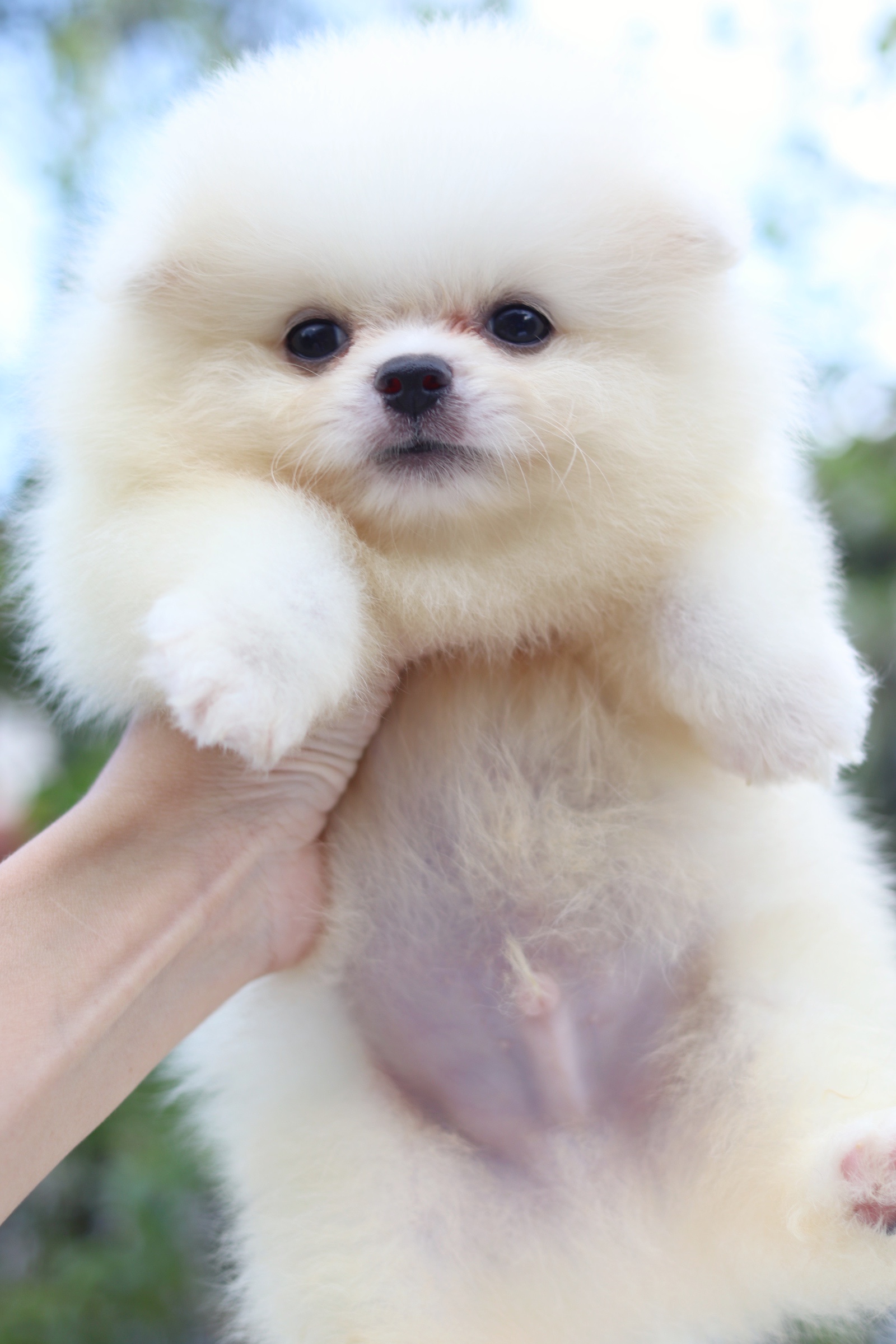 ปอมเมอเรเนียน เพศผู้ สีขาวครีม