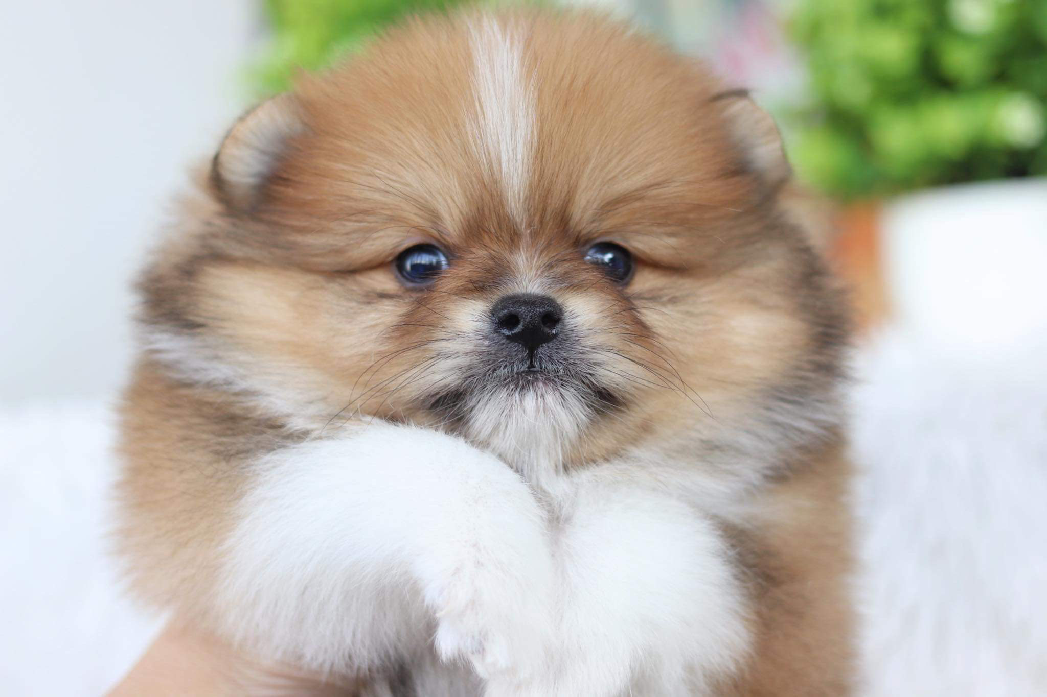 ปอมเมอเรเนียน เพศผู้