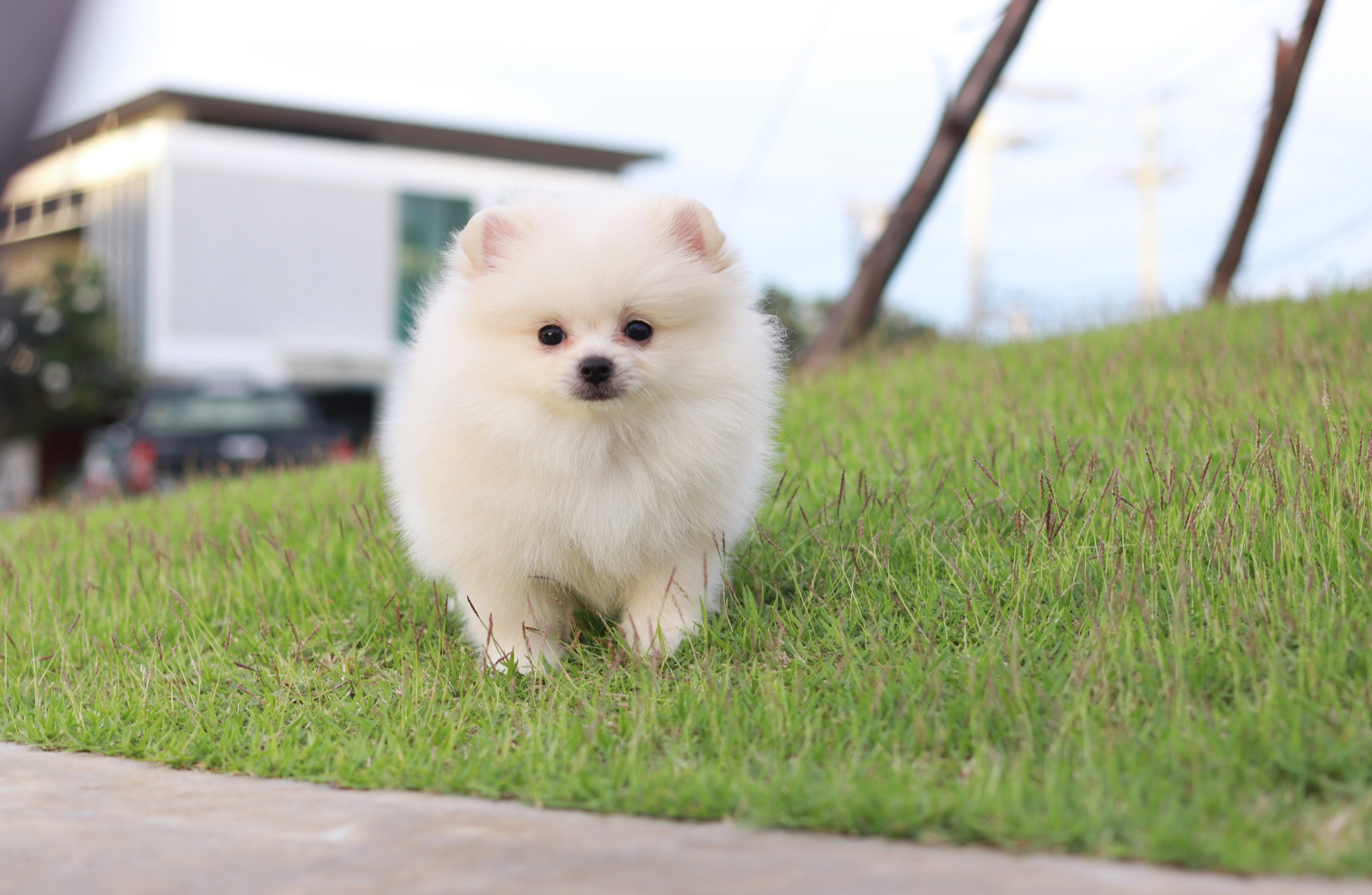 ปอมเมอเรเนียน เพศผู้ ขาวครีมขนแน่นๆ