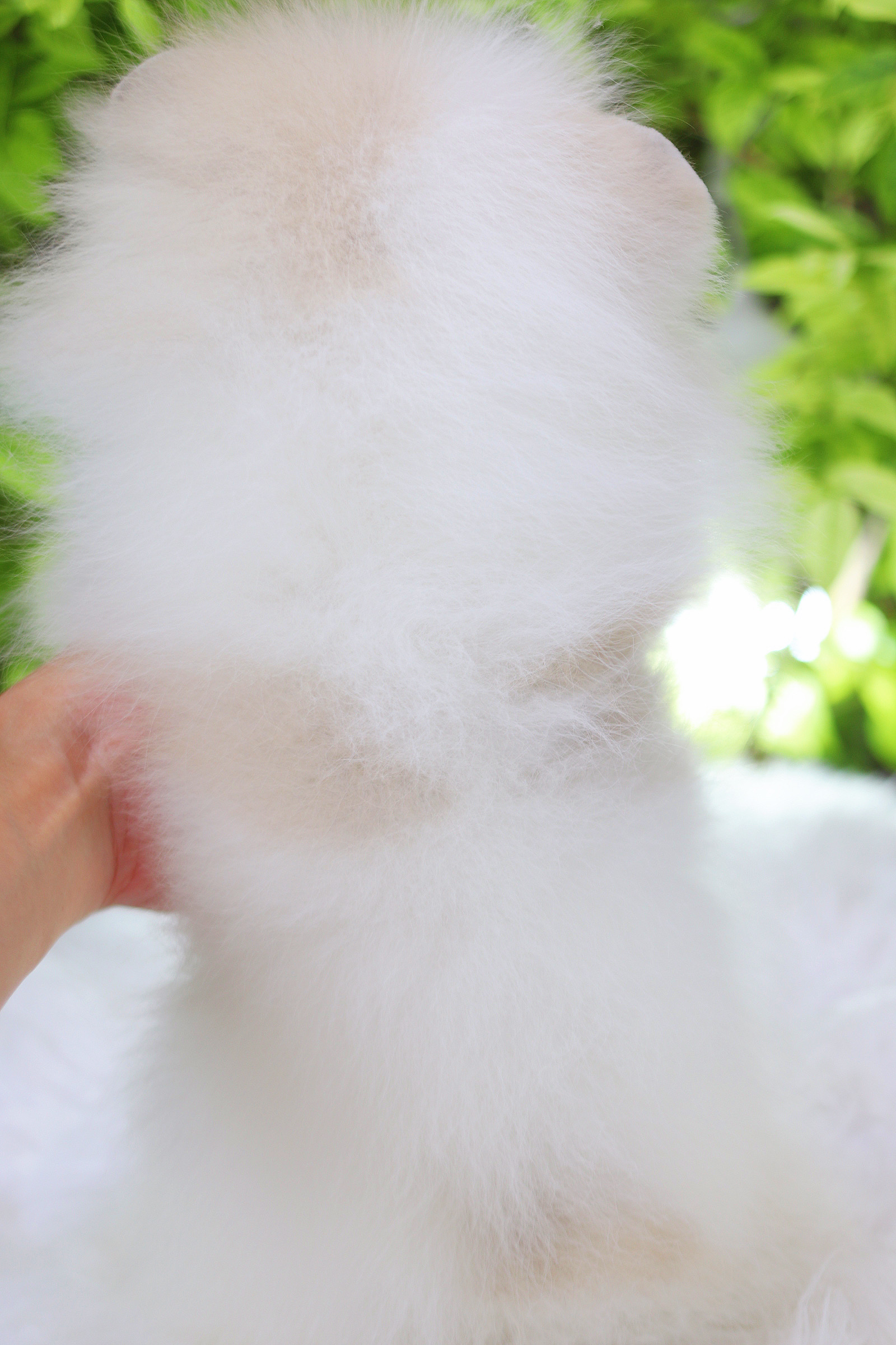 ปอมเมอเรเนียน เพศผู้สีแฟนซี