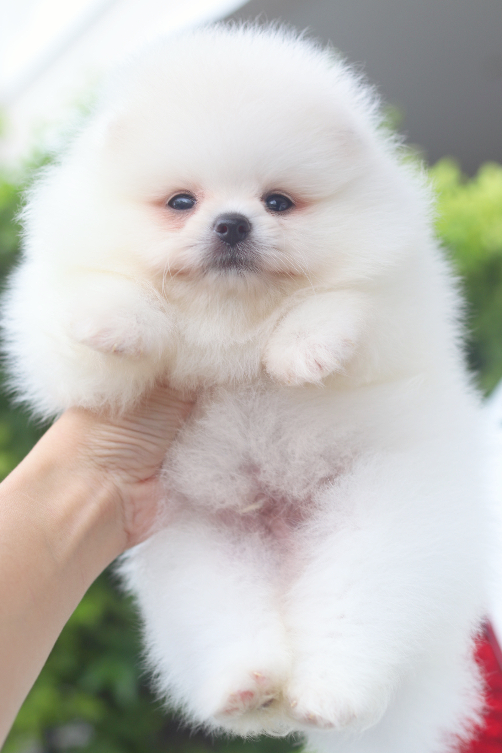 ปอมเมอเรเนียน เพศผู้ สีขาวครีมเกรดโชว์