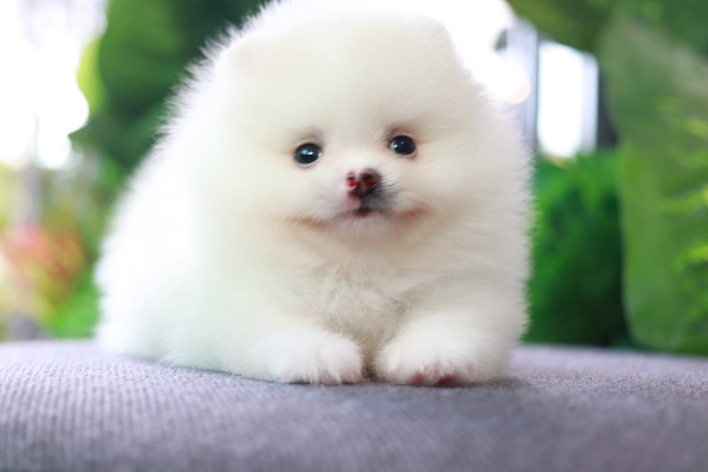 ปอมเมอเรเนียน เพศผู้ ขาวครีม ขนแน่นหน้าตุ๊กตา เกรดโชว์พร้อมใบเพ็ด