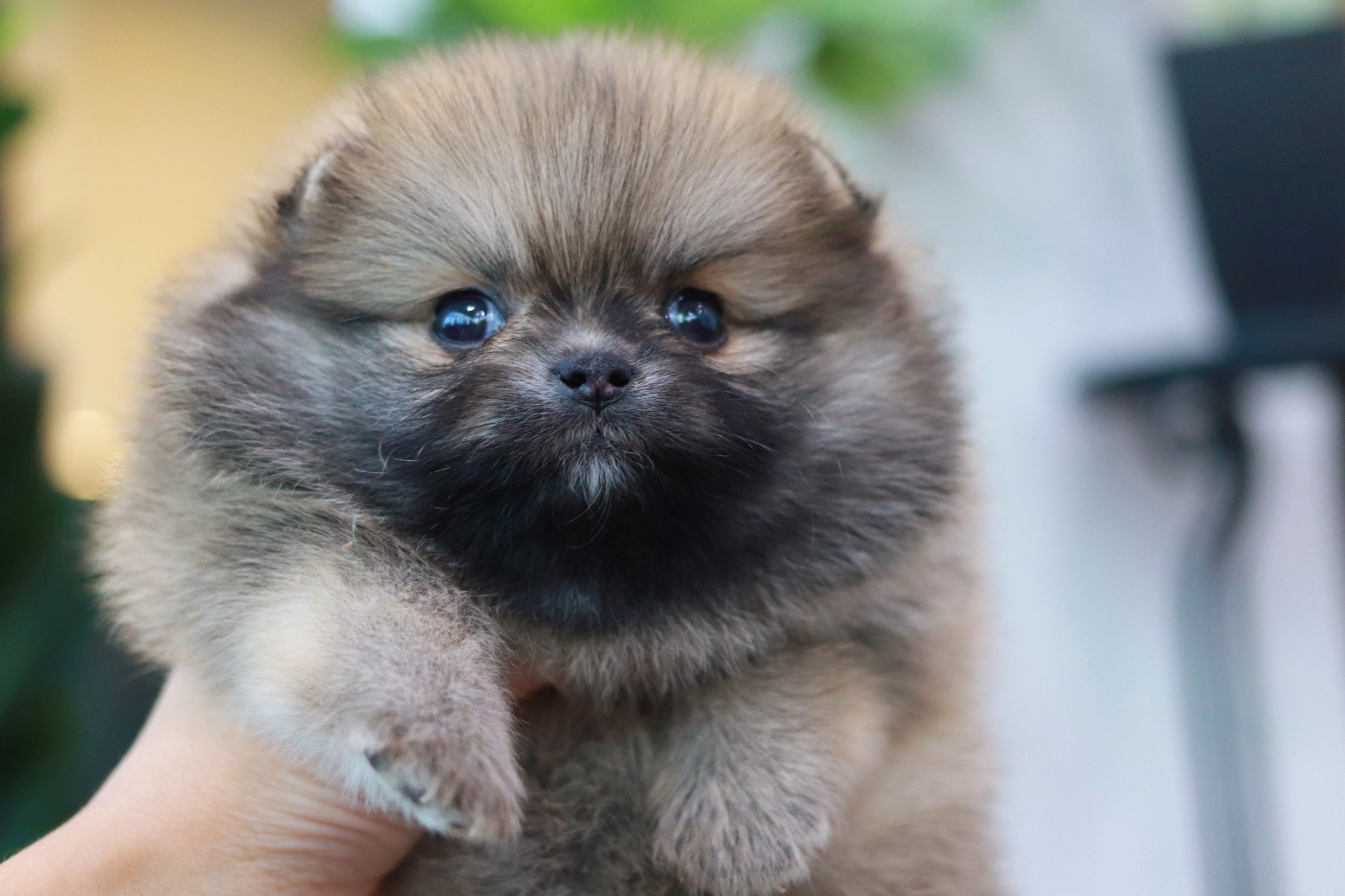 ปอมเมอเรเนียน เพศเมียสีส้ม