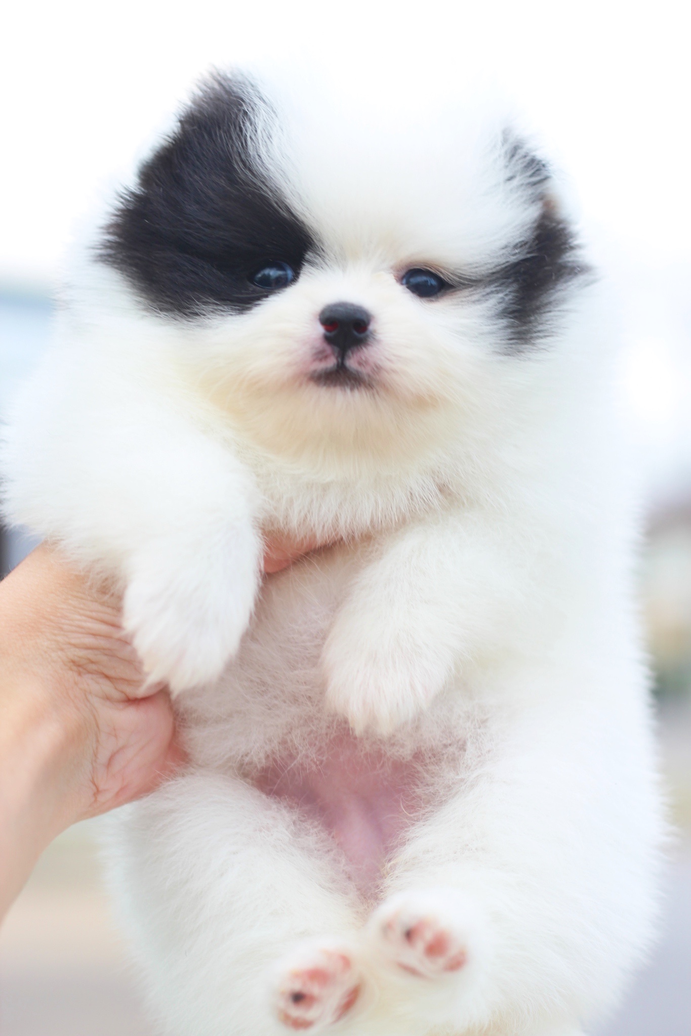 ปอมเมอเรเนียน เพศเมียสีแฟนซี