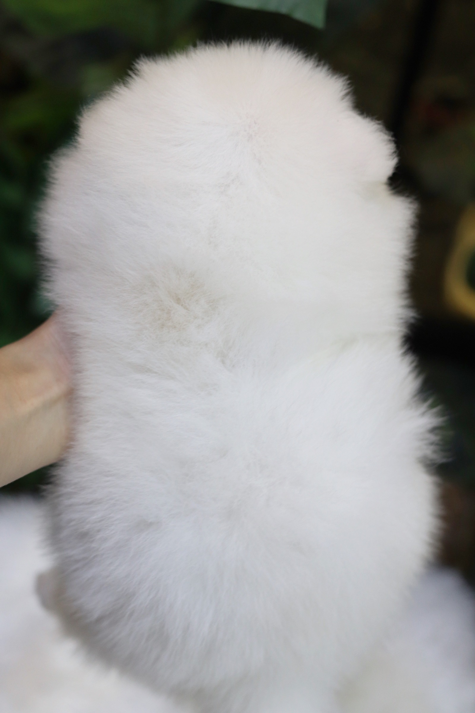 ปอมเมอเรเนียน เพศผู้ สีขาวครีม