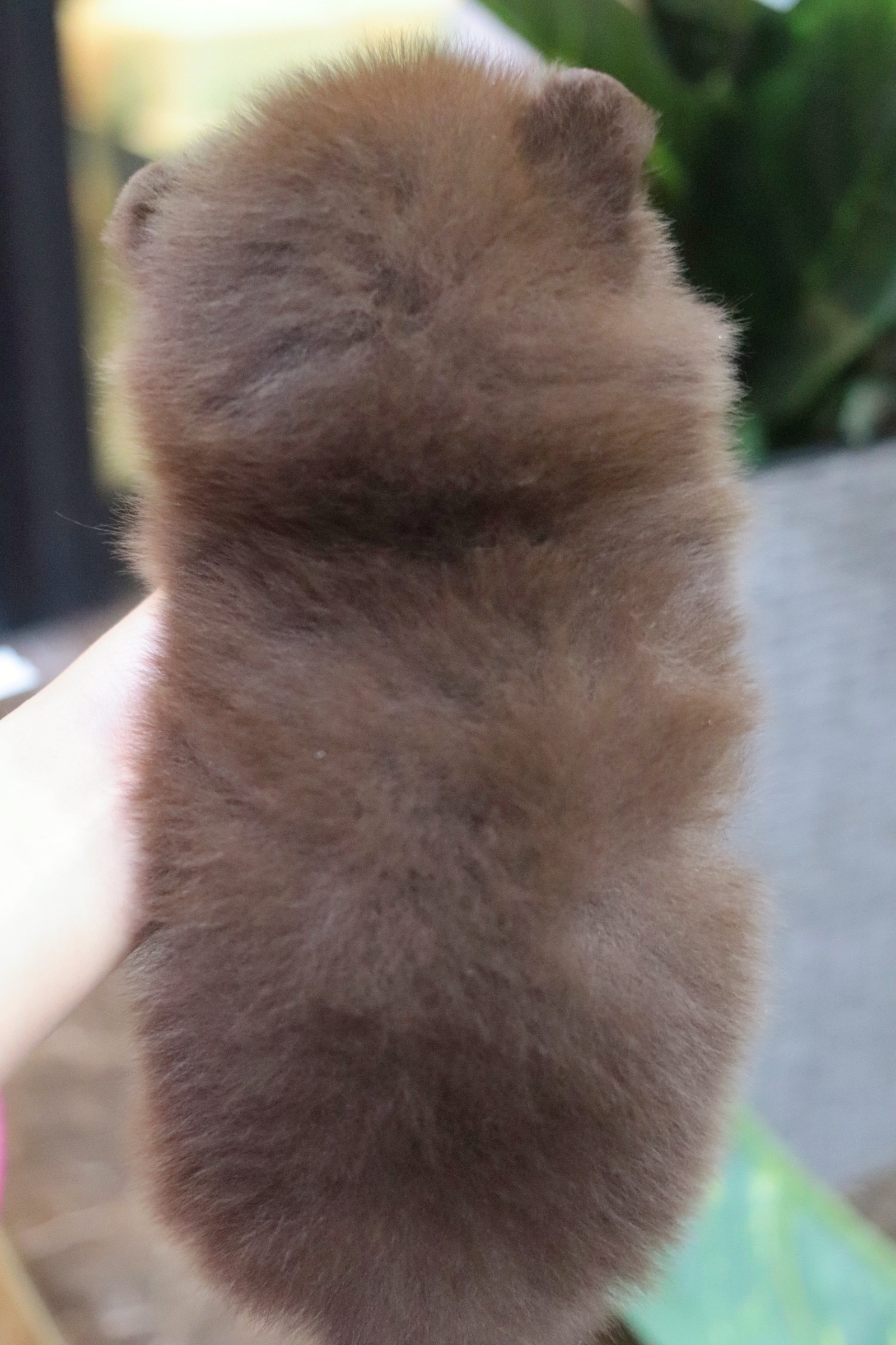 ปอมเมอเรเนียน เพศเมีย สีช็อคแทน