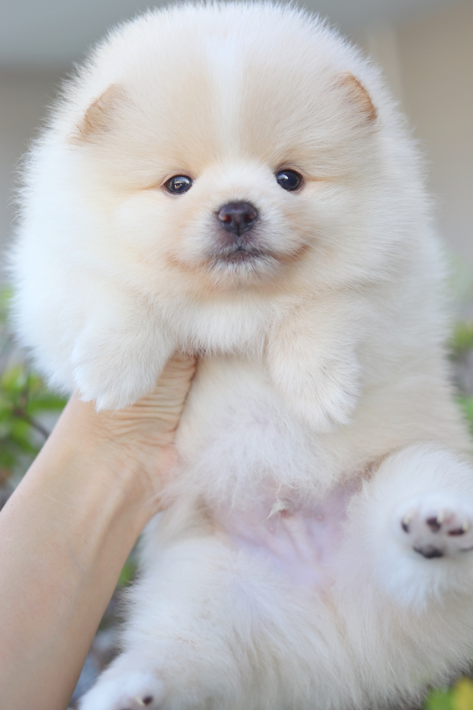 ปอมเมอเรเนียน เพศผู้สีขาวครีม