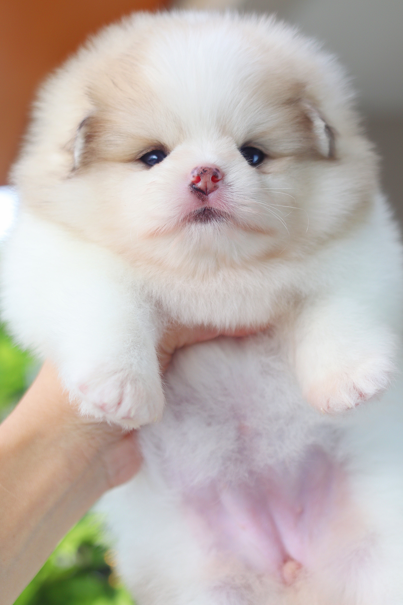 ปอมเมอเรเนียน เพศเมียสีแฟนซี