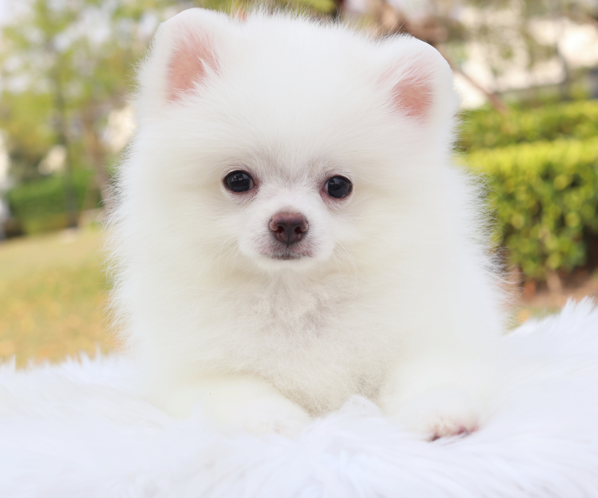 ปอมเมอเรเนียน เพศผู้สีขาวครีม