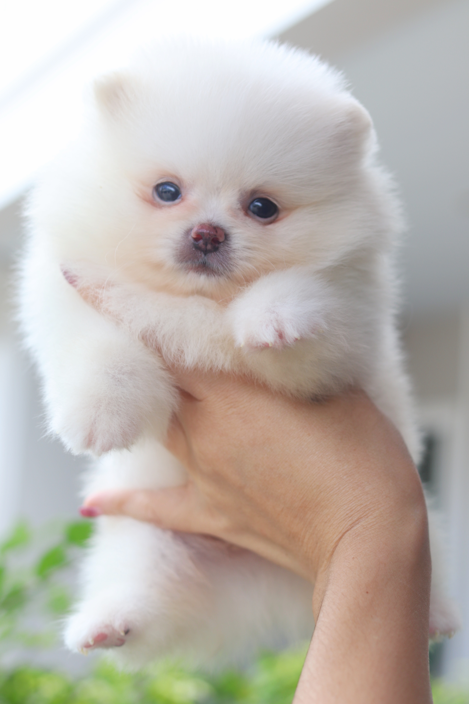 ปอมเมอเรเนียน เพศผู้สีขาวครีม