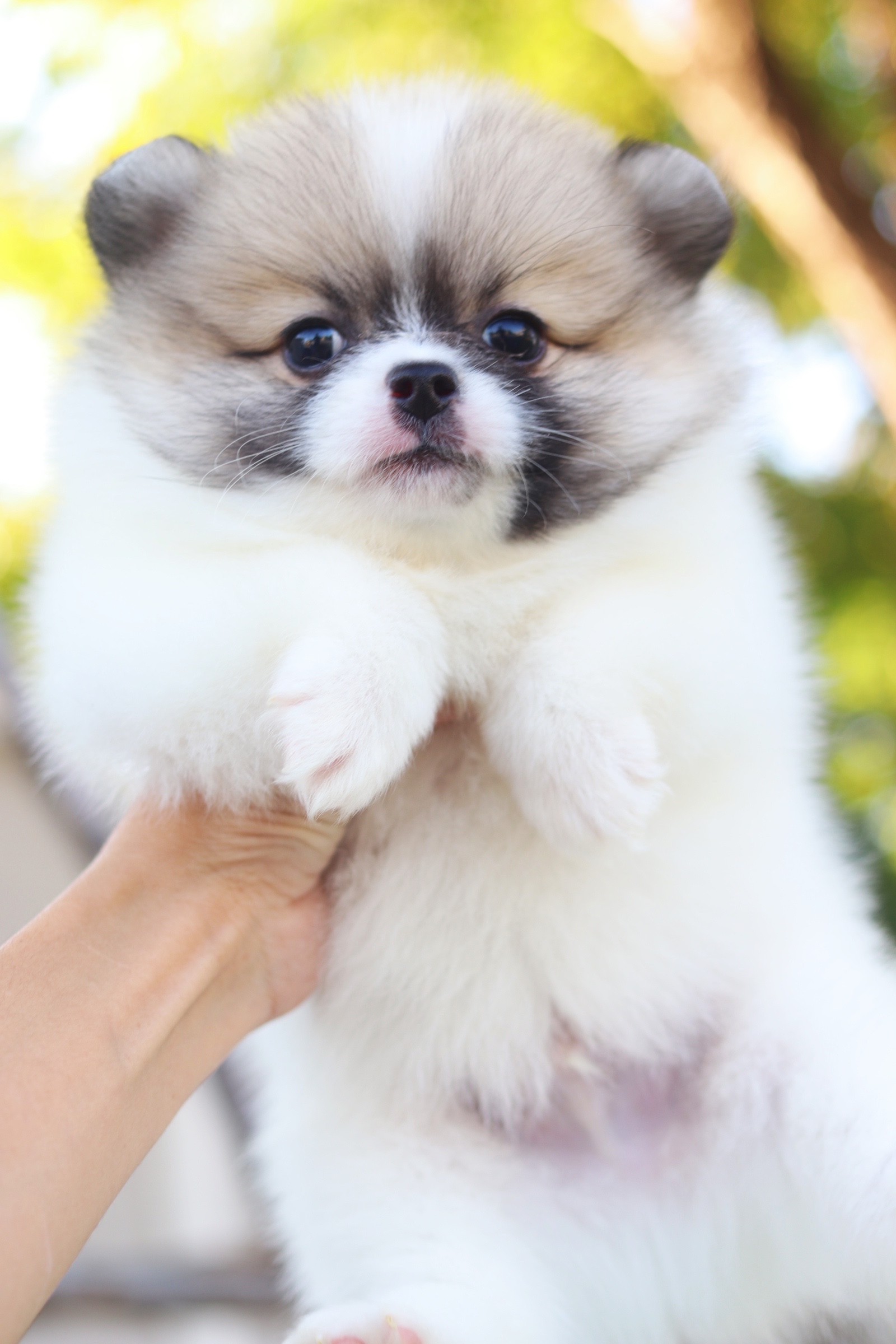 ปอมเมอเรเนียน เพศผู้ สีแฟนซี