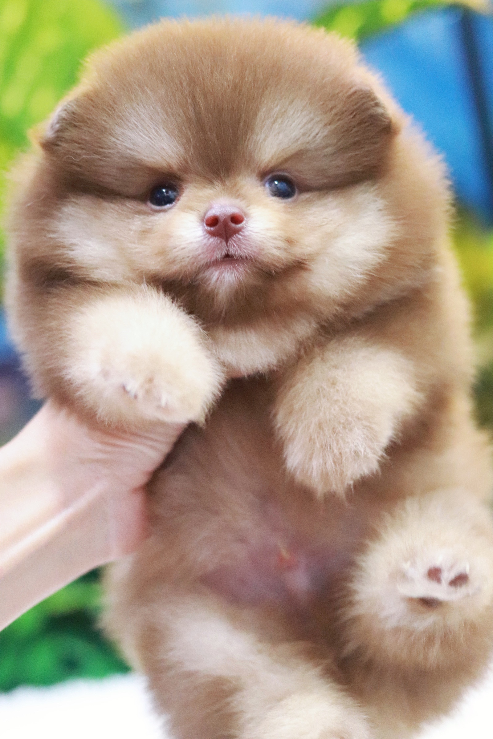 ปอมเมอเรเนียน เพศผู้ ช็อคโกแลต&แทน