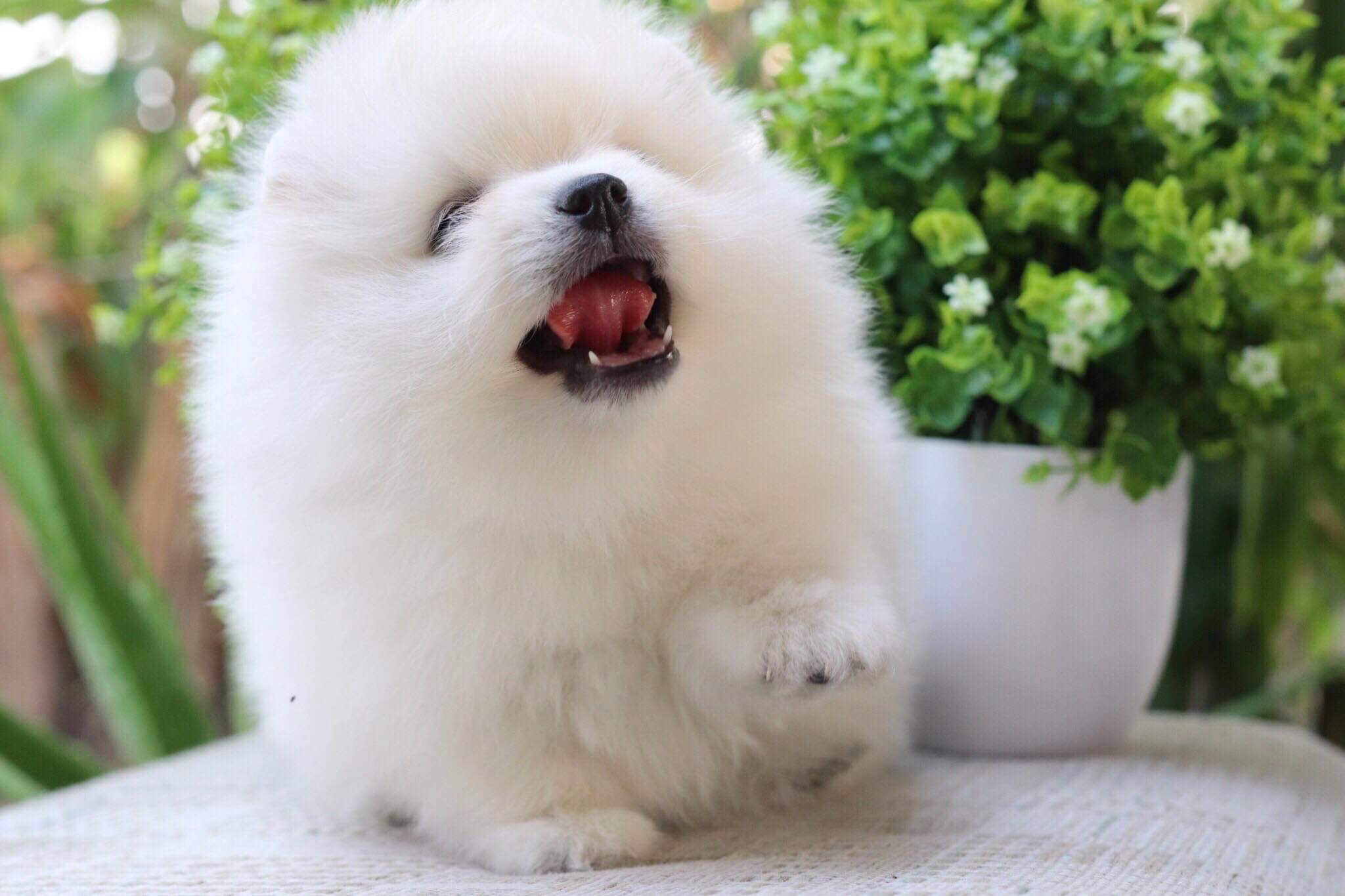 ปอมเมอเรเนียน เพศผู้