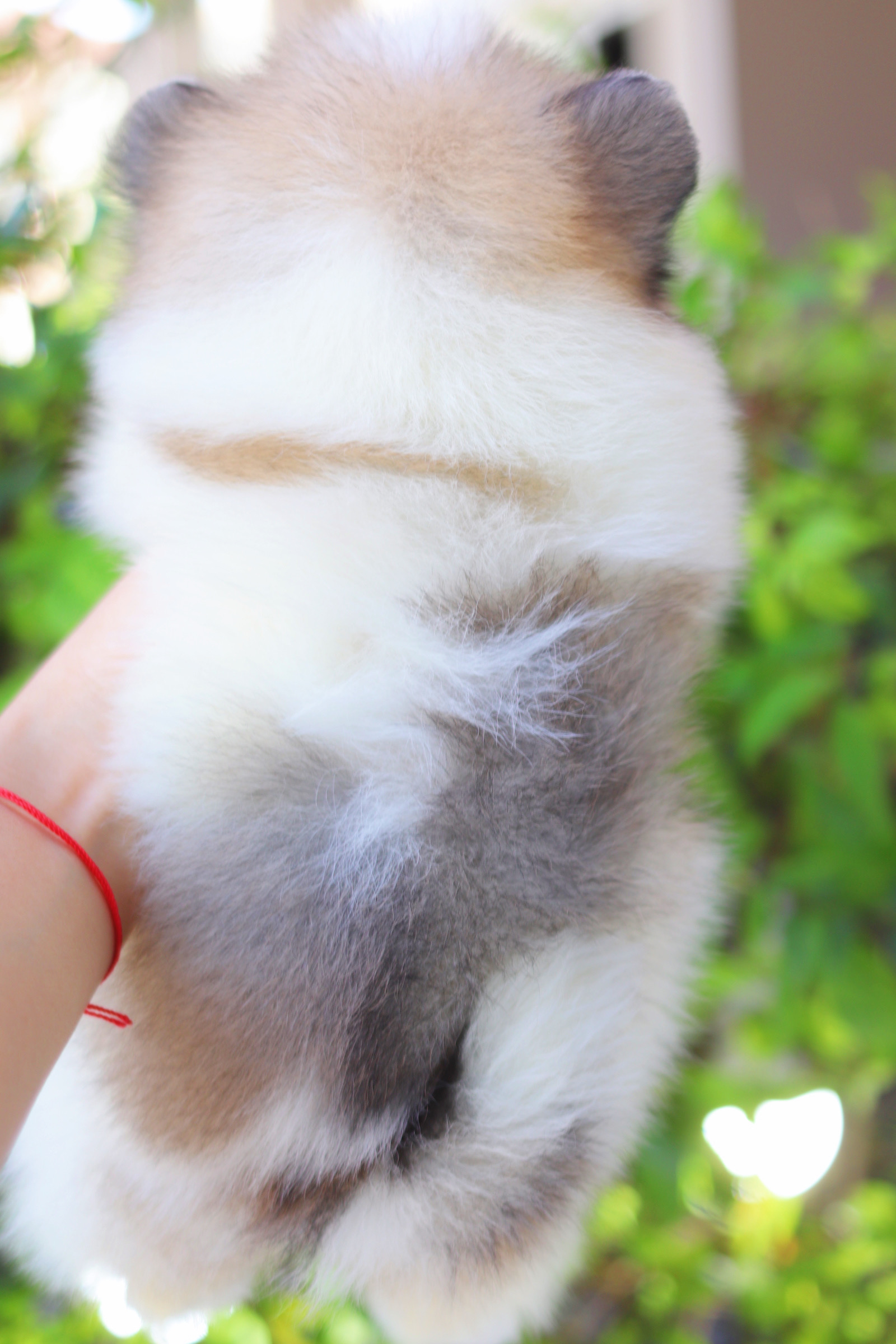 ปอมเมอเรเนียน เพศเมียสีแฟนซี